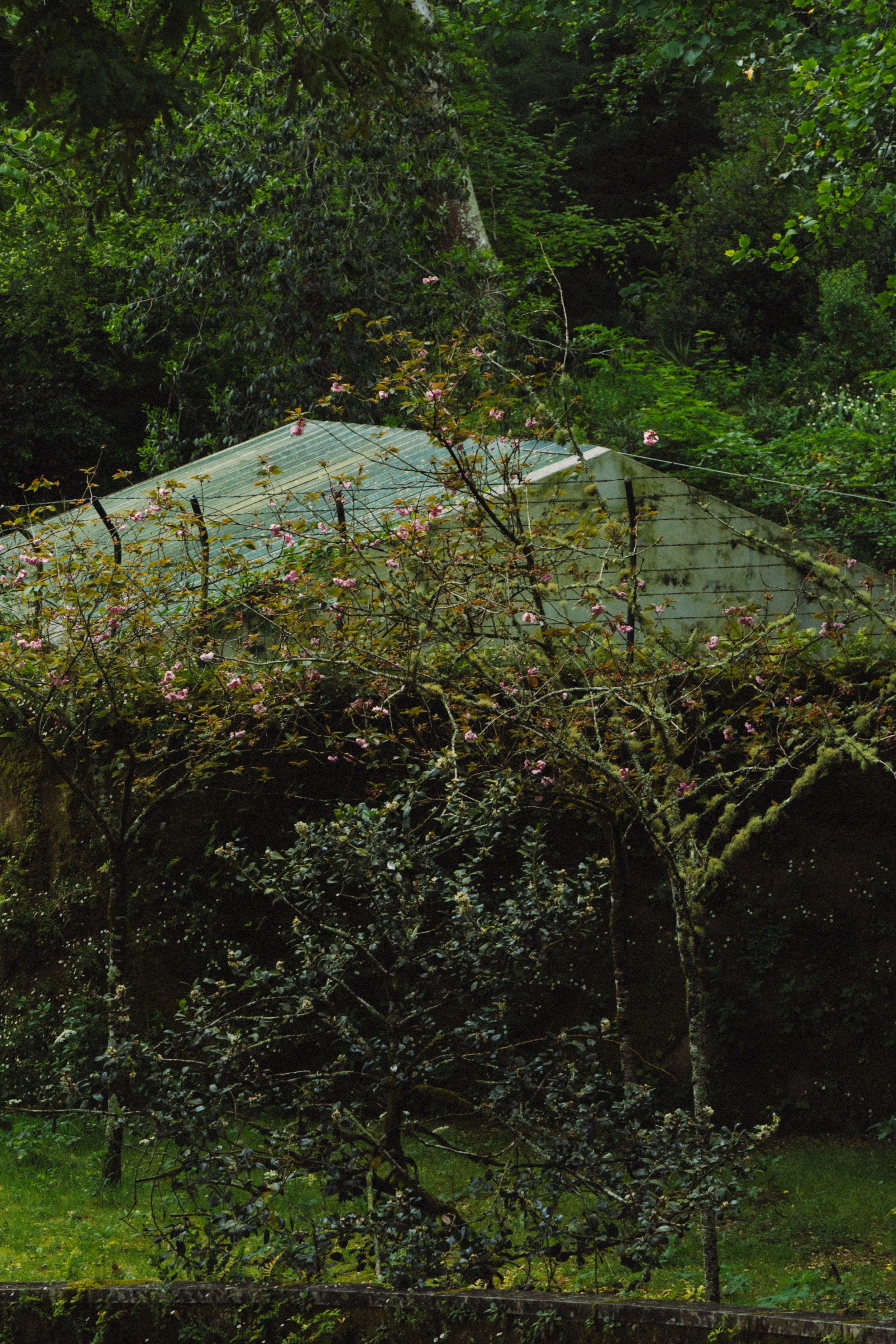 A small house with a green, semi-transparent roof is partially covered by tree branches and surrounded by dense green foliage and flowering plants.