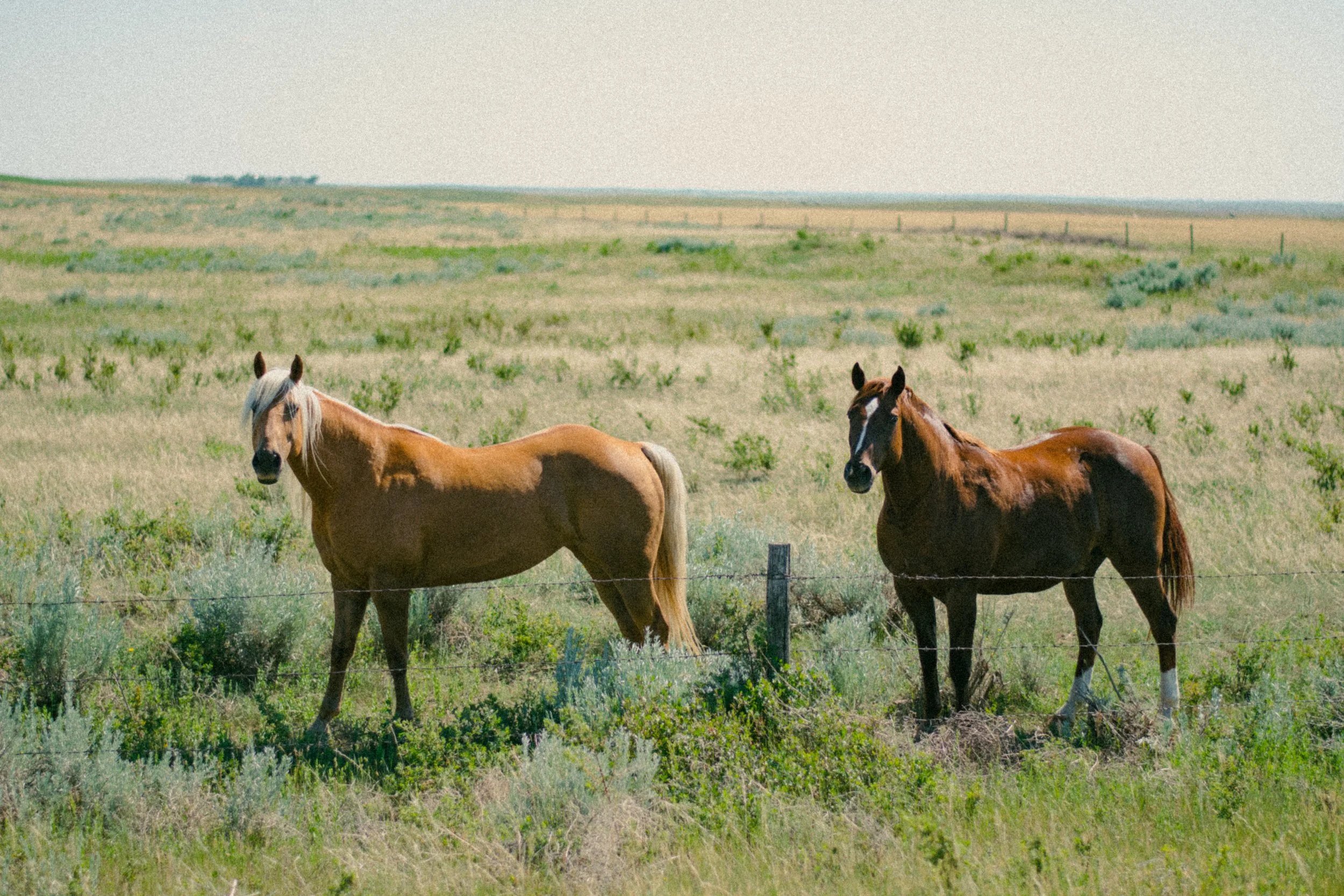 Three horses standing in a grassy field near a barbed wire fence, with a distant landscape and sky in the background.