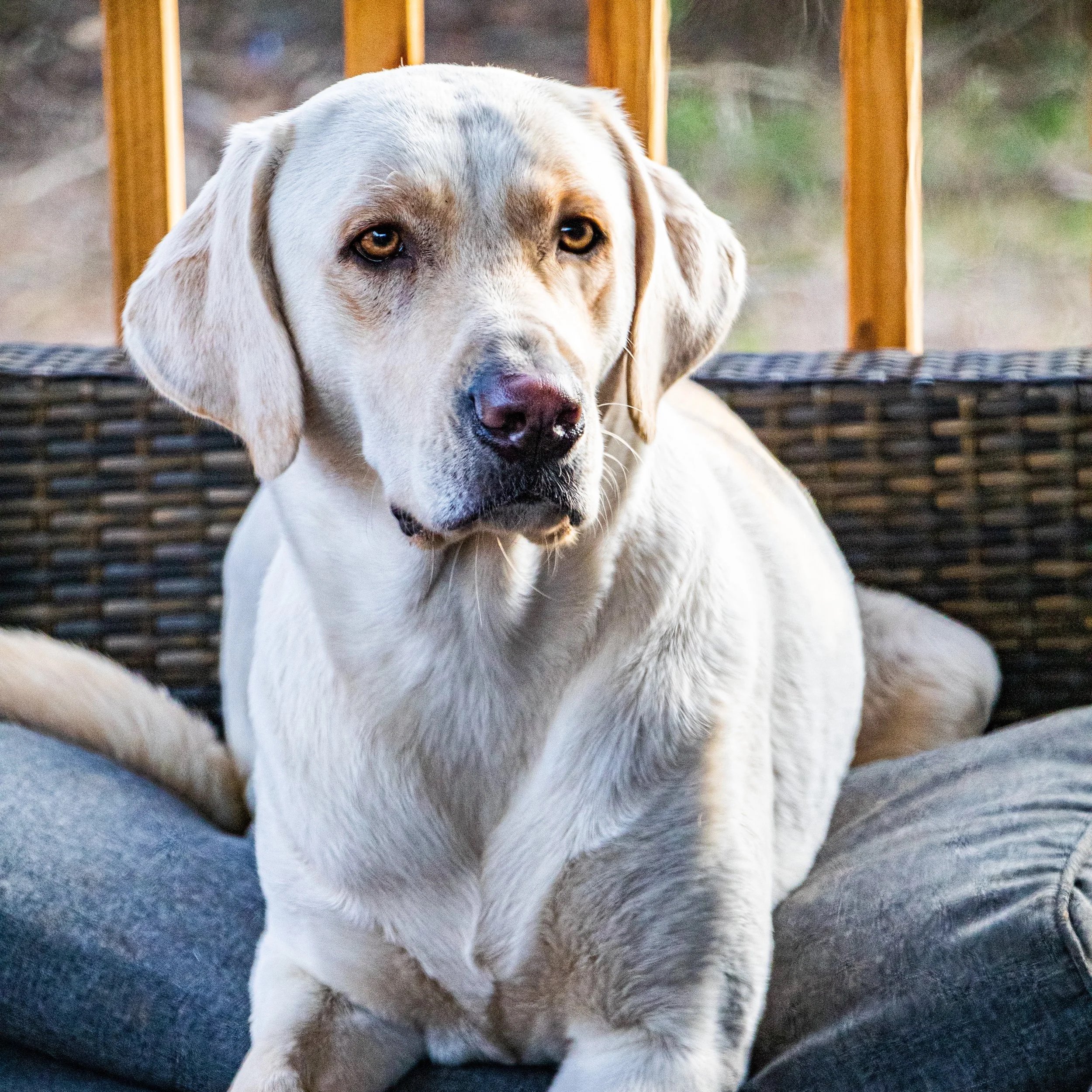 A light-colored Labrador Retriever dog sitting on a couch with a wooden railing in the background.