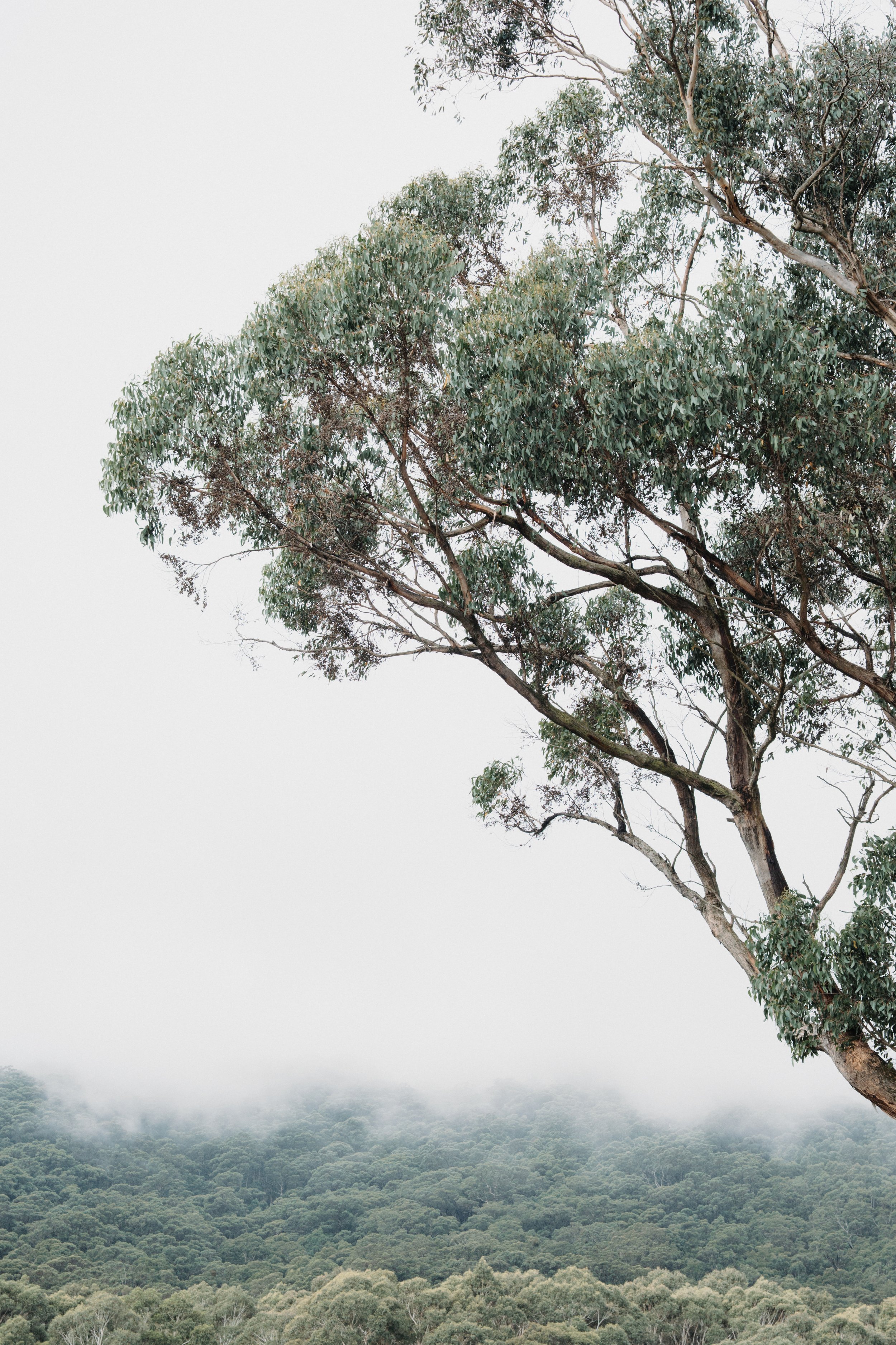 Eliza + Sean_Mt Macedon Winery-50.jpg