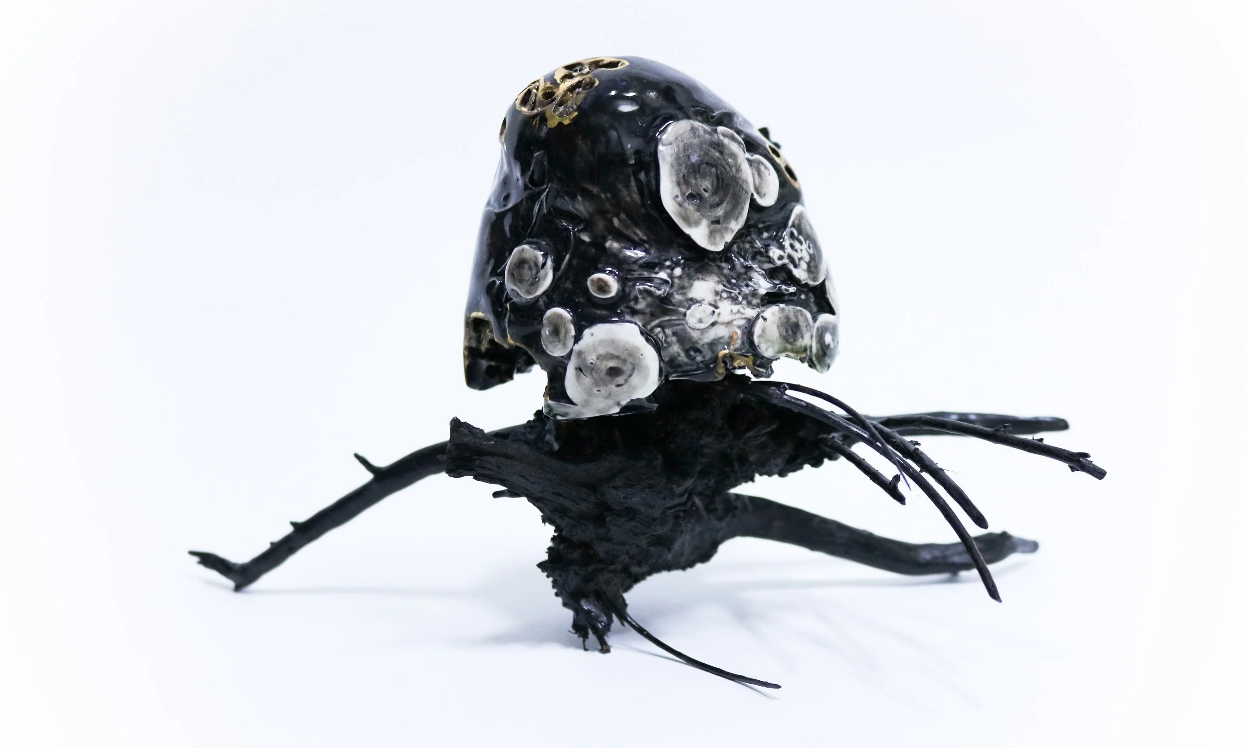 Babblings: pearl oyster 6,
ceramic, gold, wood, stan oil and mixed media, 30cm variable size, 2021