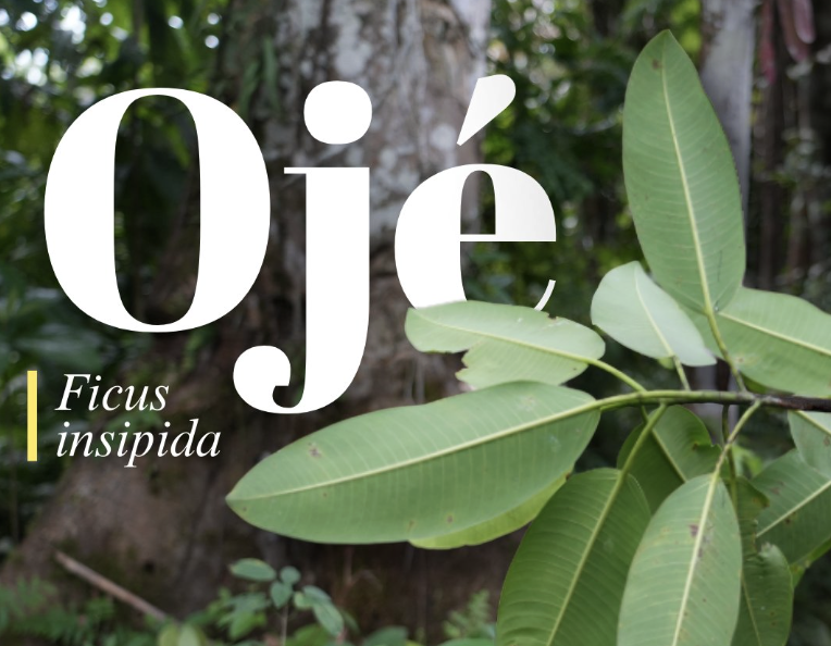 Digital Detox & Ojé Dieta