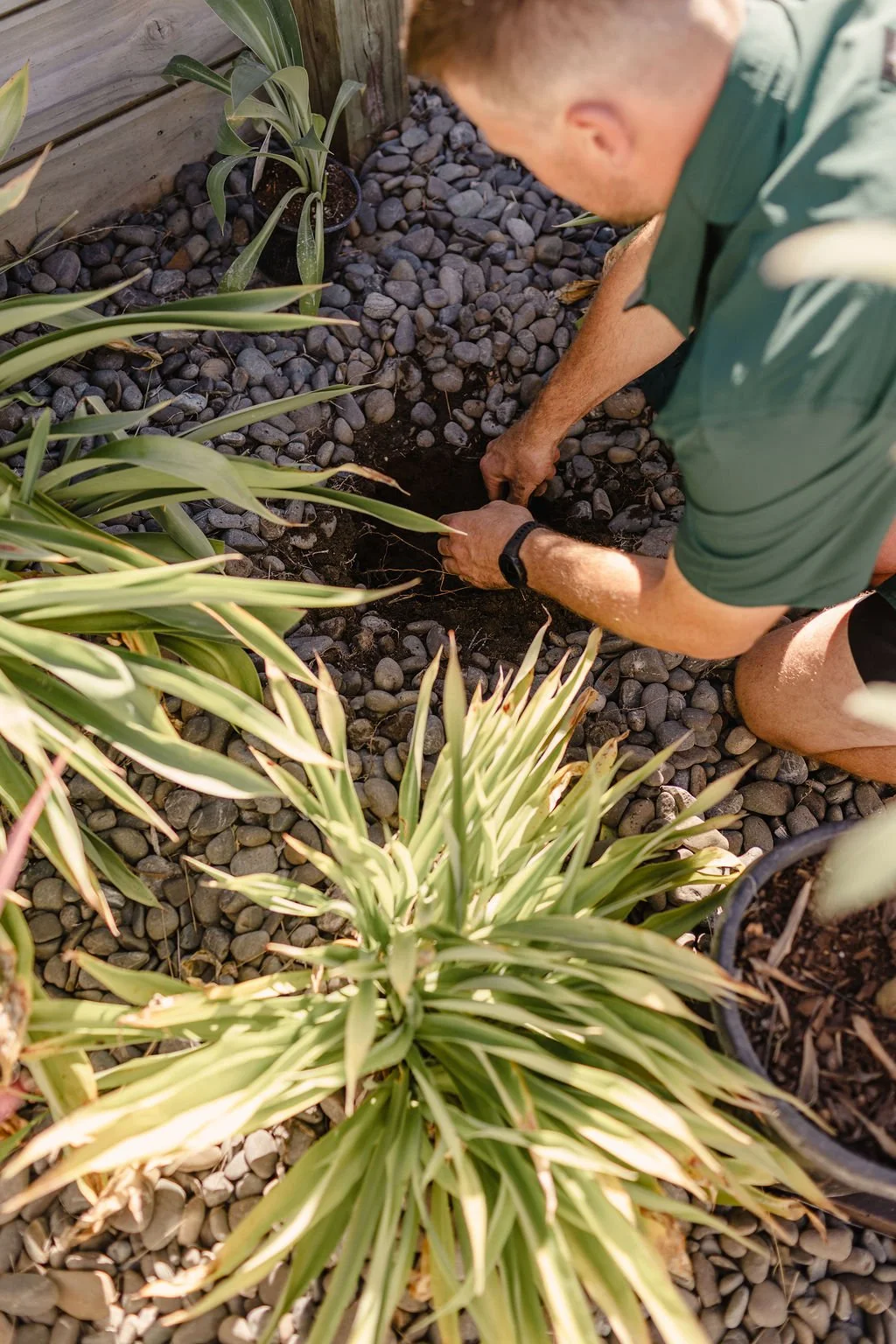 A man planting or digging in a garden with gravel ground, surrounded by green plants and potted plants.