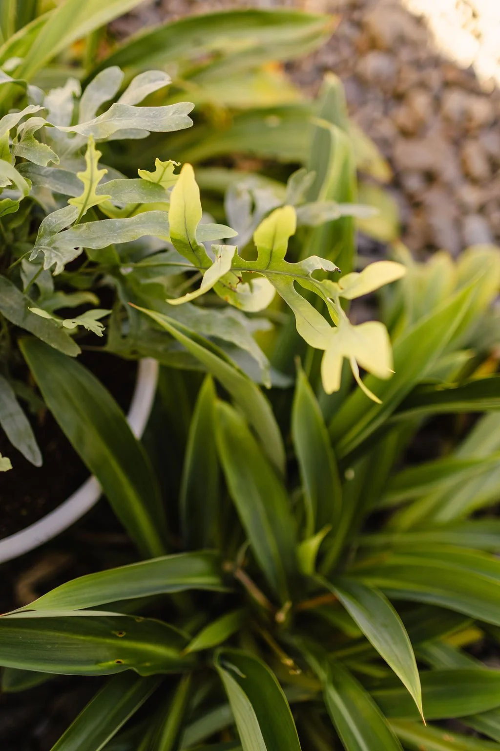 Close-up of various green leafy plants growing in soil.
