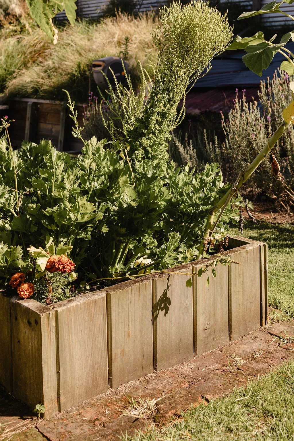 A wooden planter box with green leafy plants and some small flowers in it, set in a garden with grass and other plants around.
