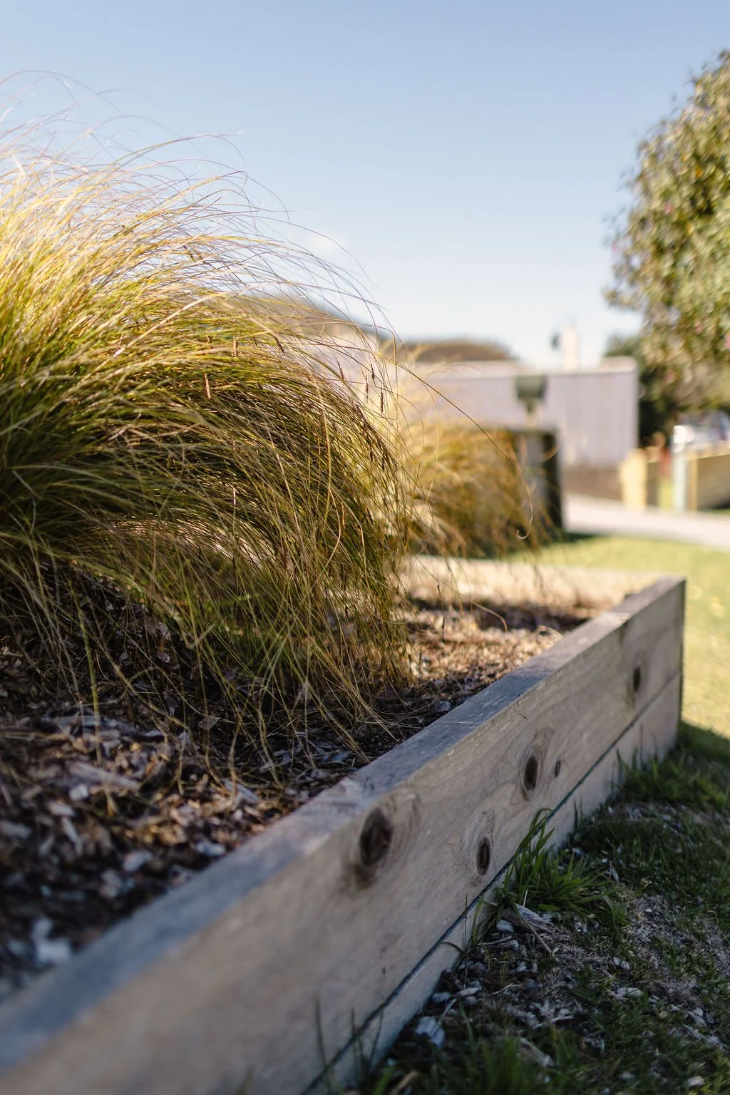 Close-up view of ornamental grass in a rectangular wooden garden bed in a suburban yard with a house and trees in the background under clear blue sky.