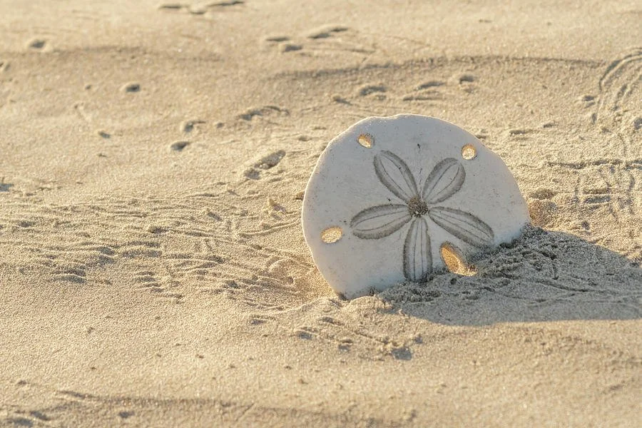 Sand sculpture shaped like a round disc with carved flower pattern, partially buried in sand on a beach.