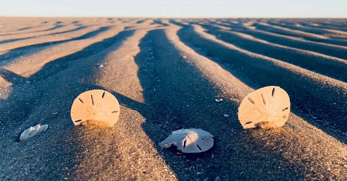 Sand dunes with three sea shells in the foreground, captured during sunset or sunrise.