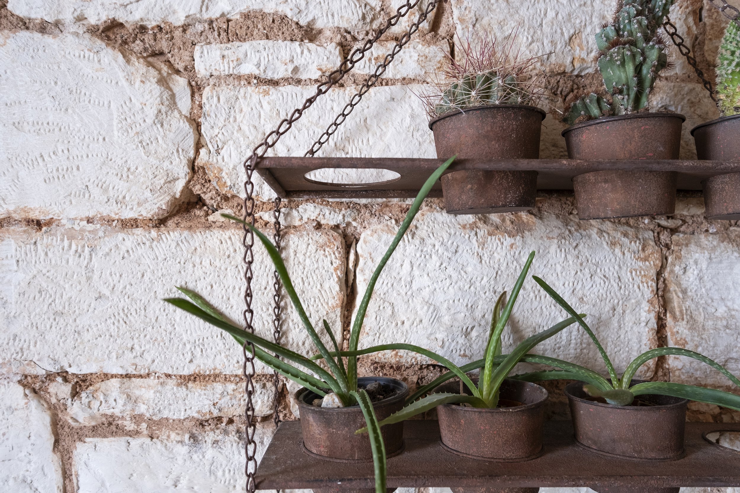 Several potted cacti and aloe plants arranged on rustic metal shelves against a textured brick wall.