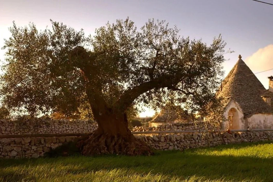 itria valley trilli olive tree puglia