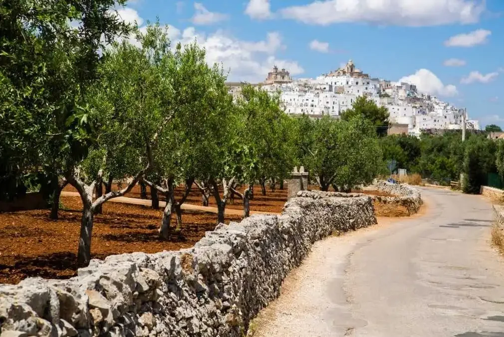 itria valley olive trees and towns