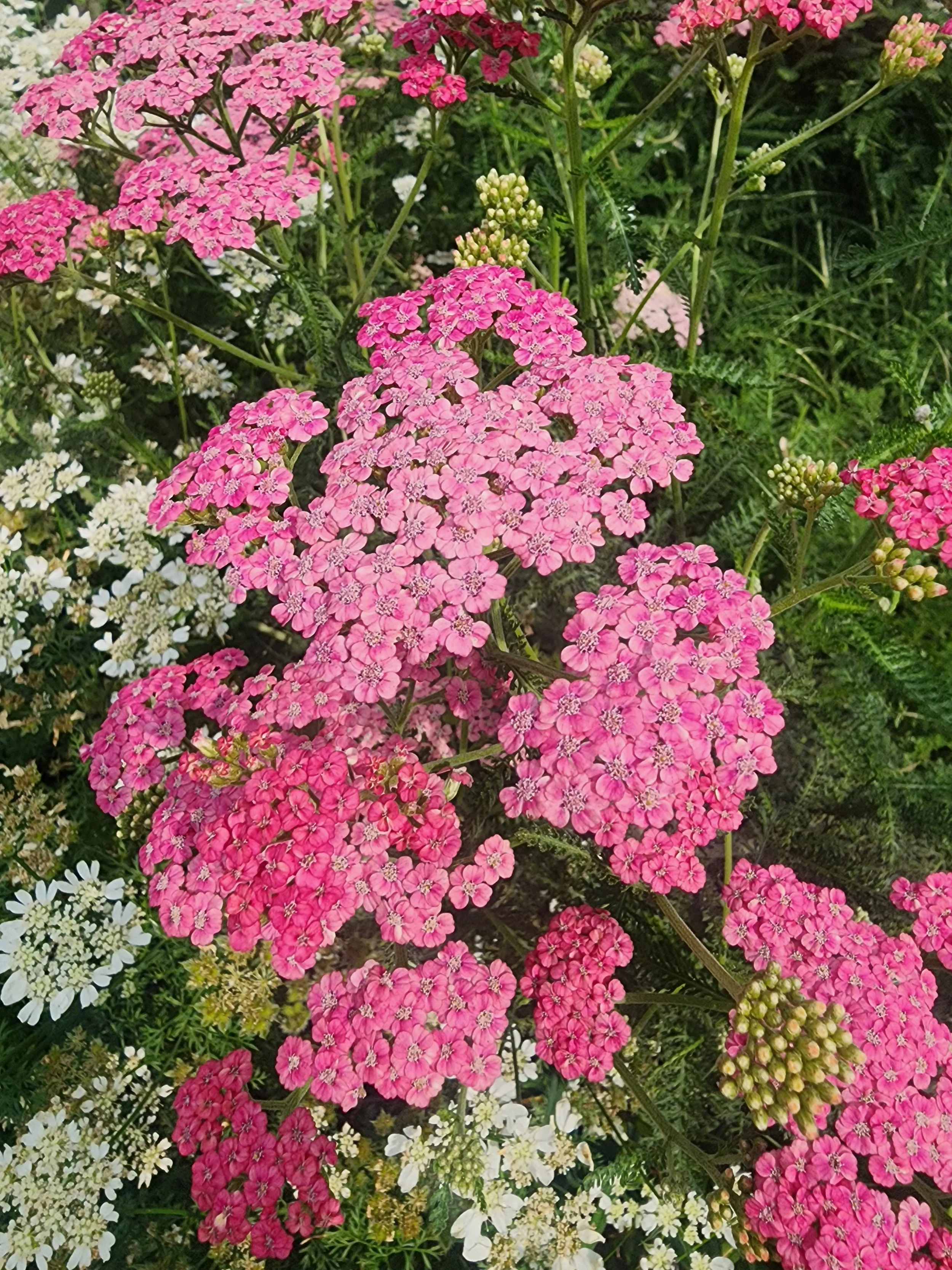 Pink Yarrow Flower Essence (coming soon!)