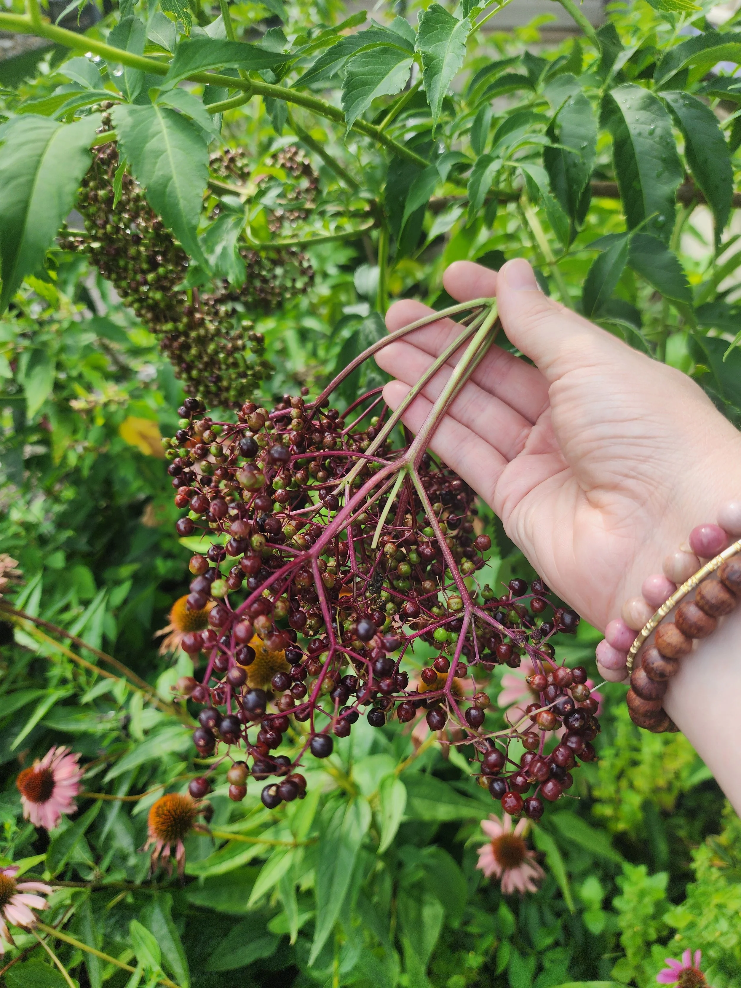 Herb Class Chapter 1. Elderberry
