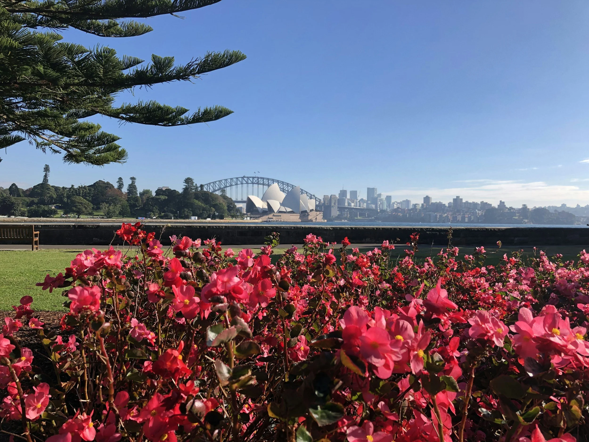 Flowers blooming at the Royal Botanic Gardens in Sydney