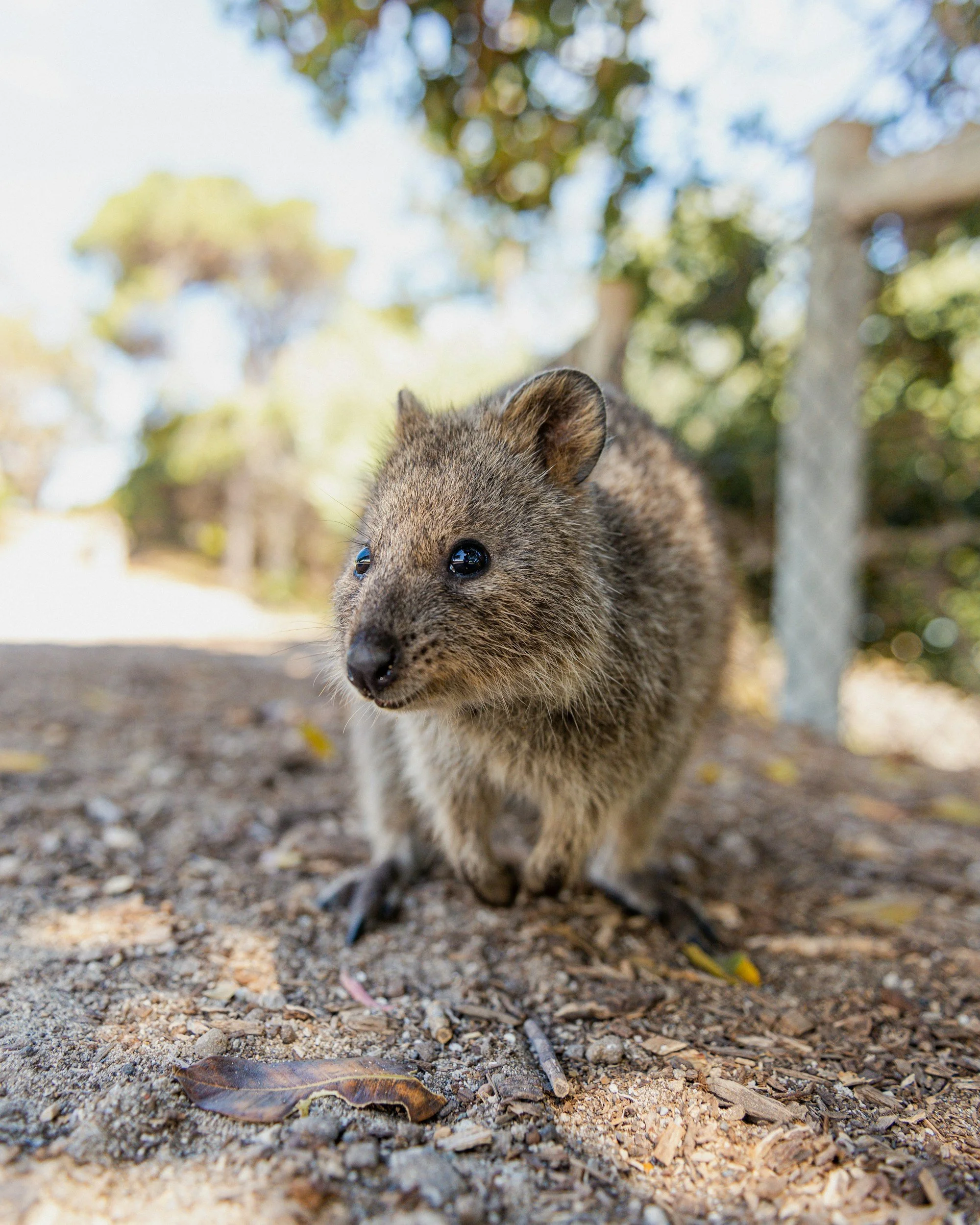 A quokka on Rottnest Island near Perth, Western Australia, Australia