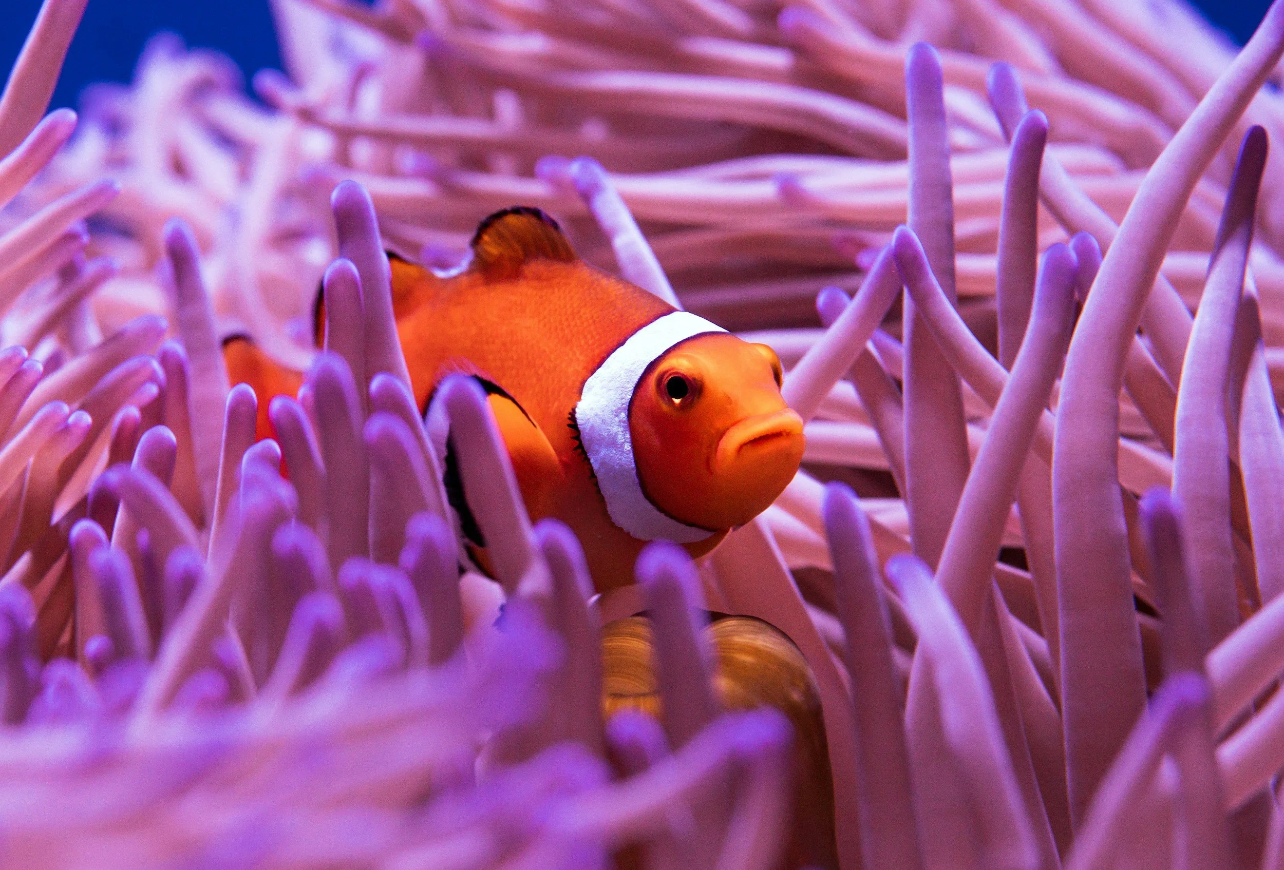 A clown fish in a coral reef, like you'd find on the Great Barrier Reef near Cairns, Queensland, Australia