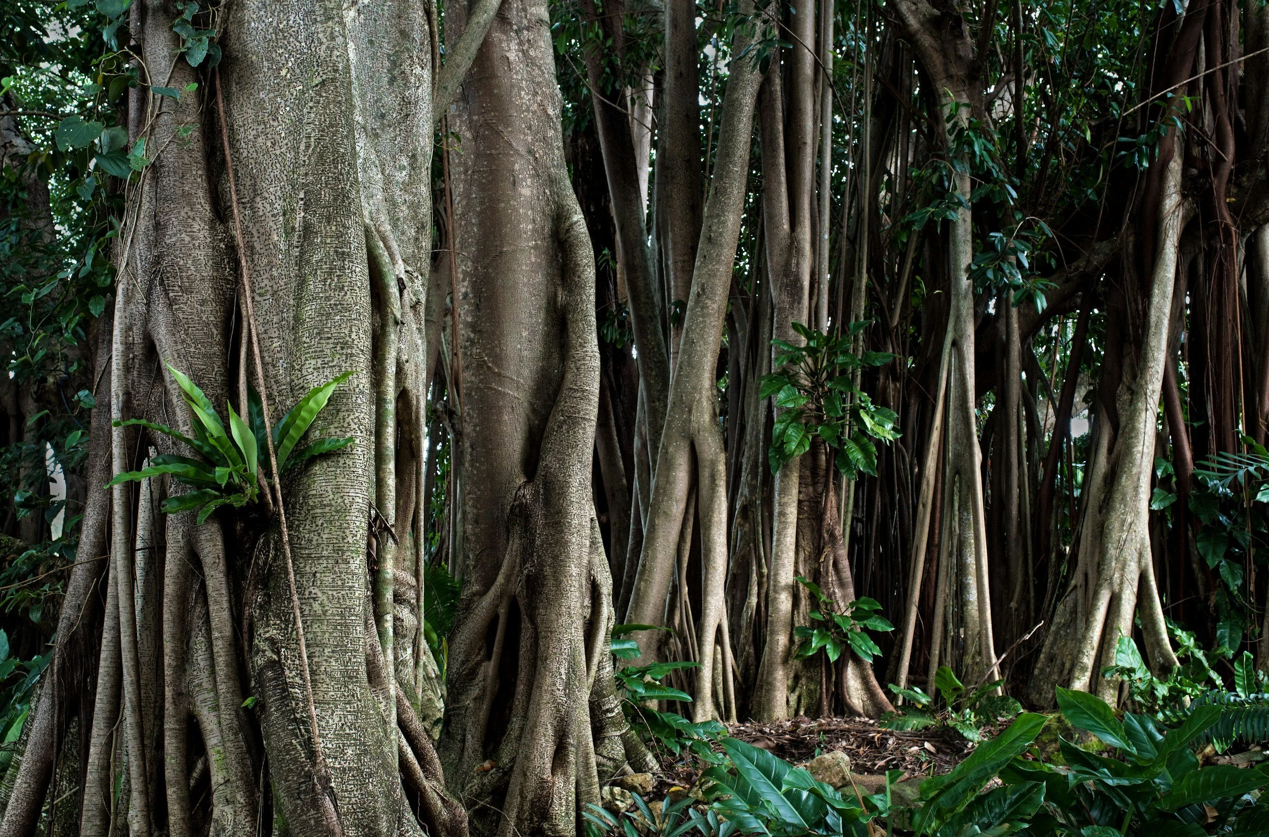 Banyan trees, which are common in Cairns, Queensland, Australia