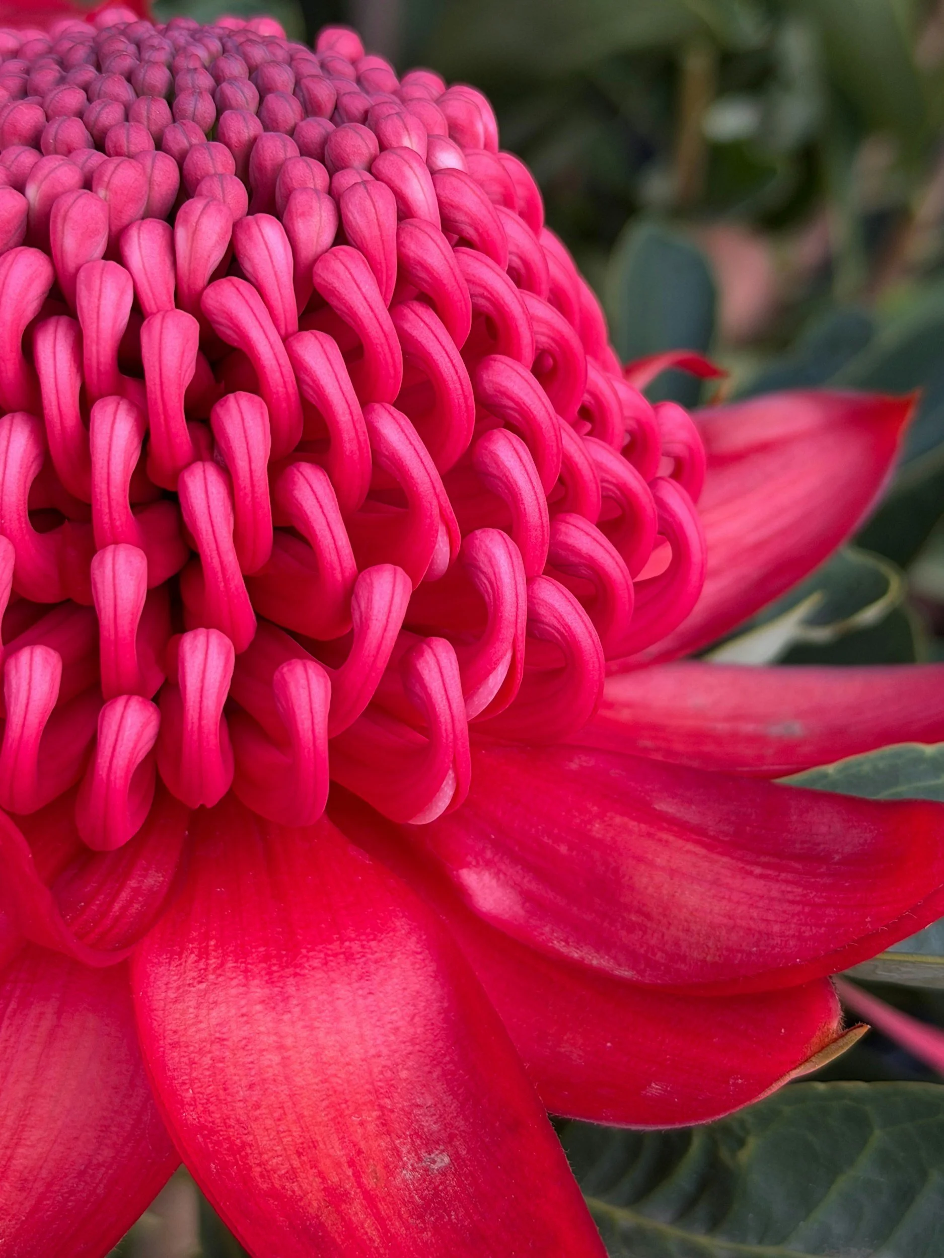 A waratah