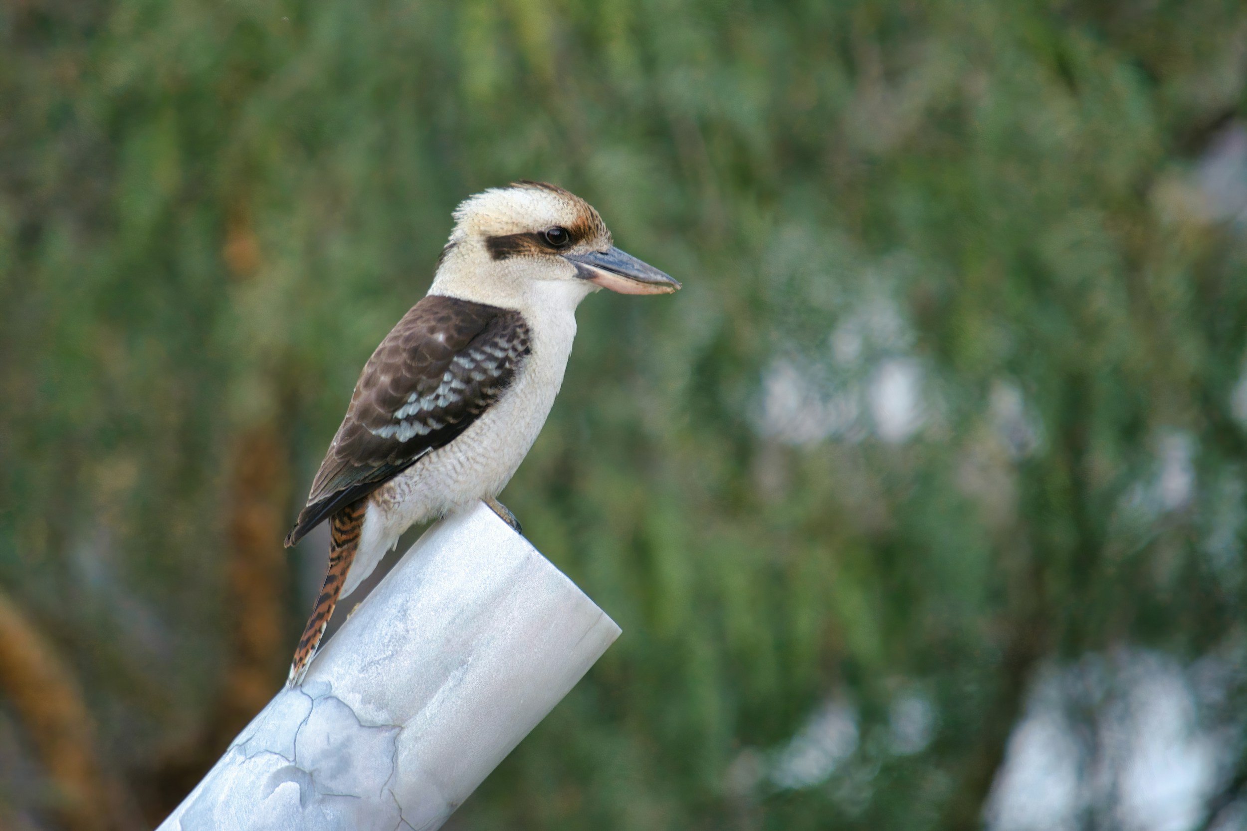 A kookaburra in Albury, New South Wales, Australia