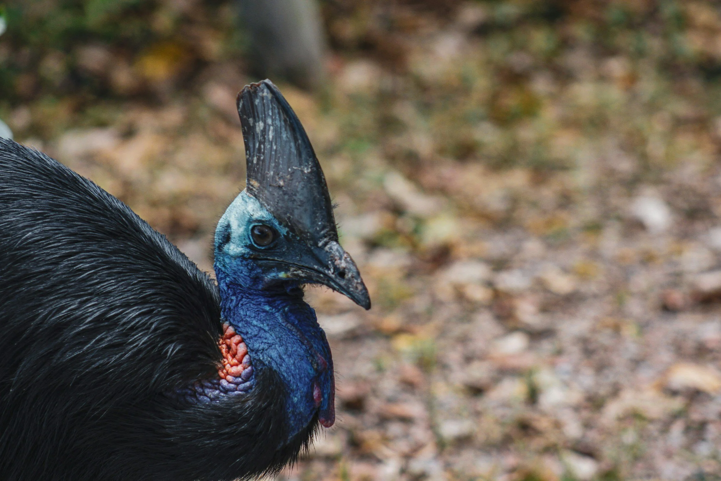 A cassowary