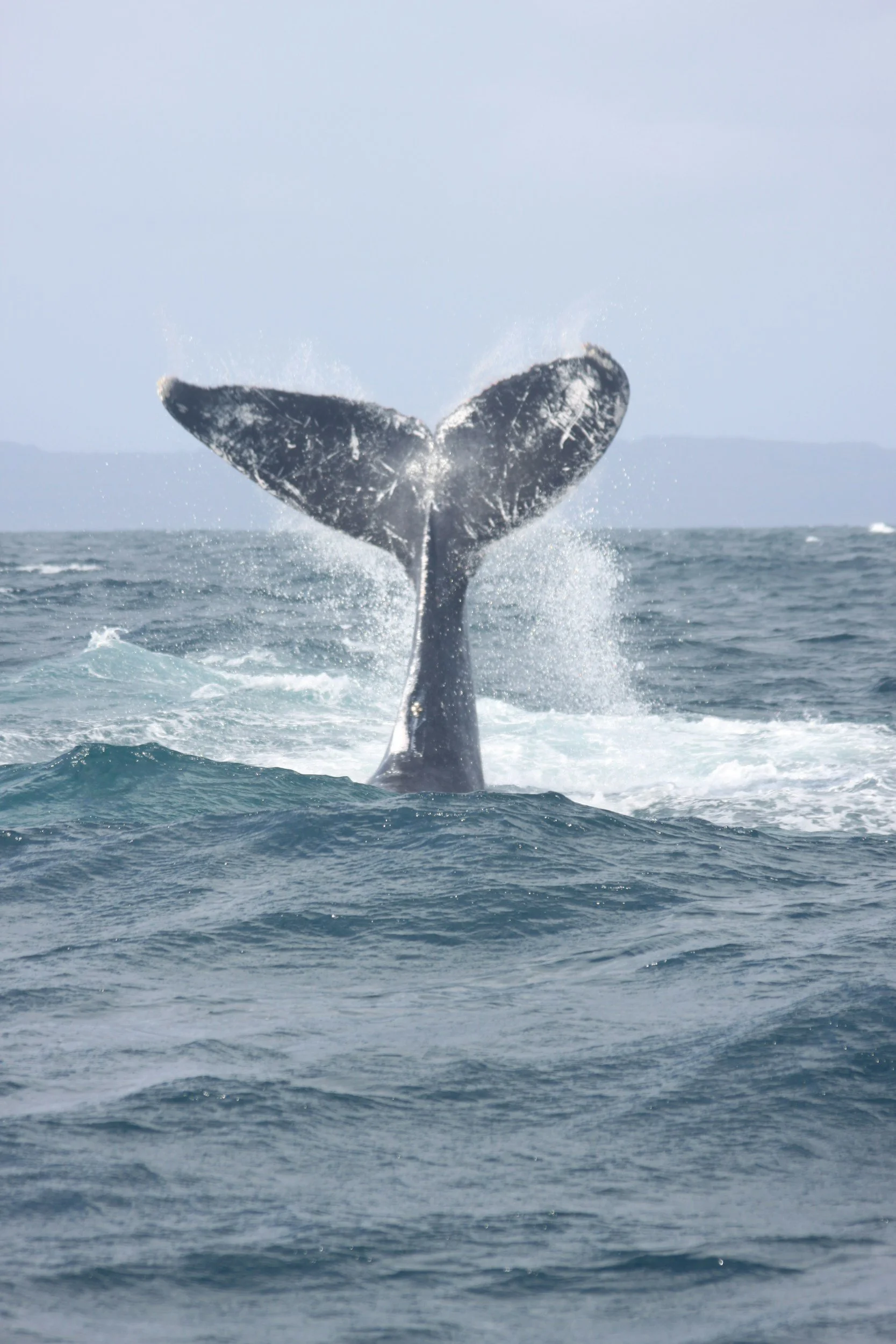 A humpack whale