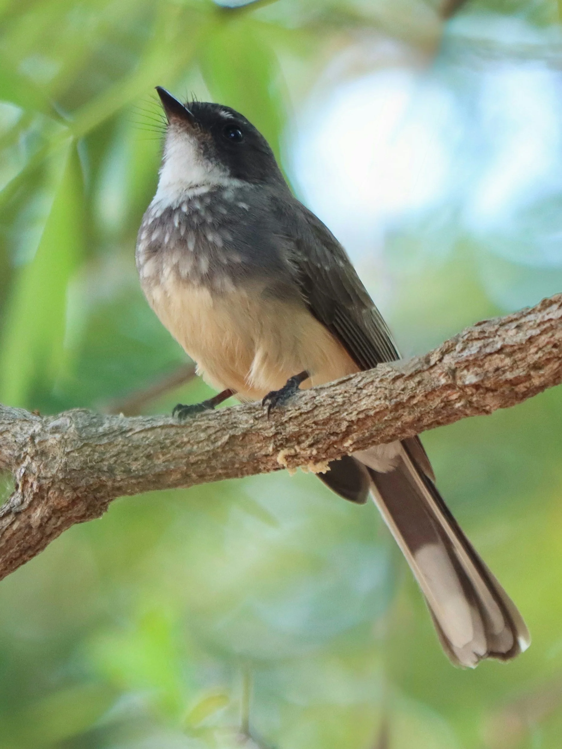 Northern Fantail in Darwin, Northern Territory, Australia