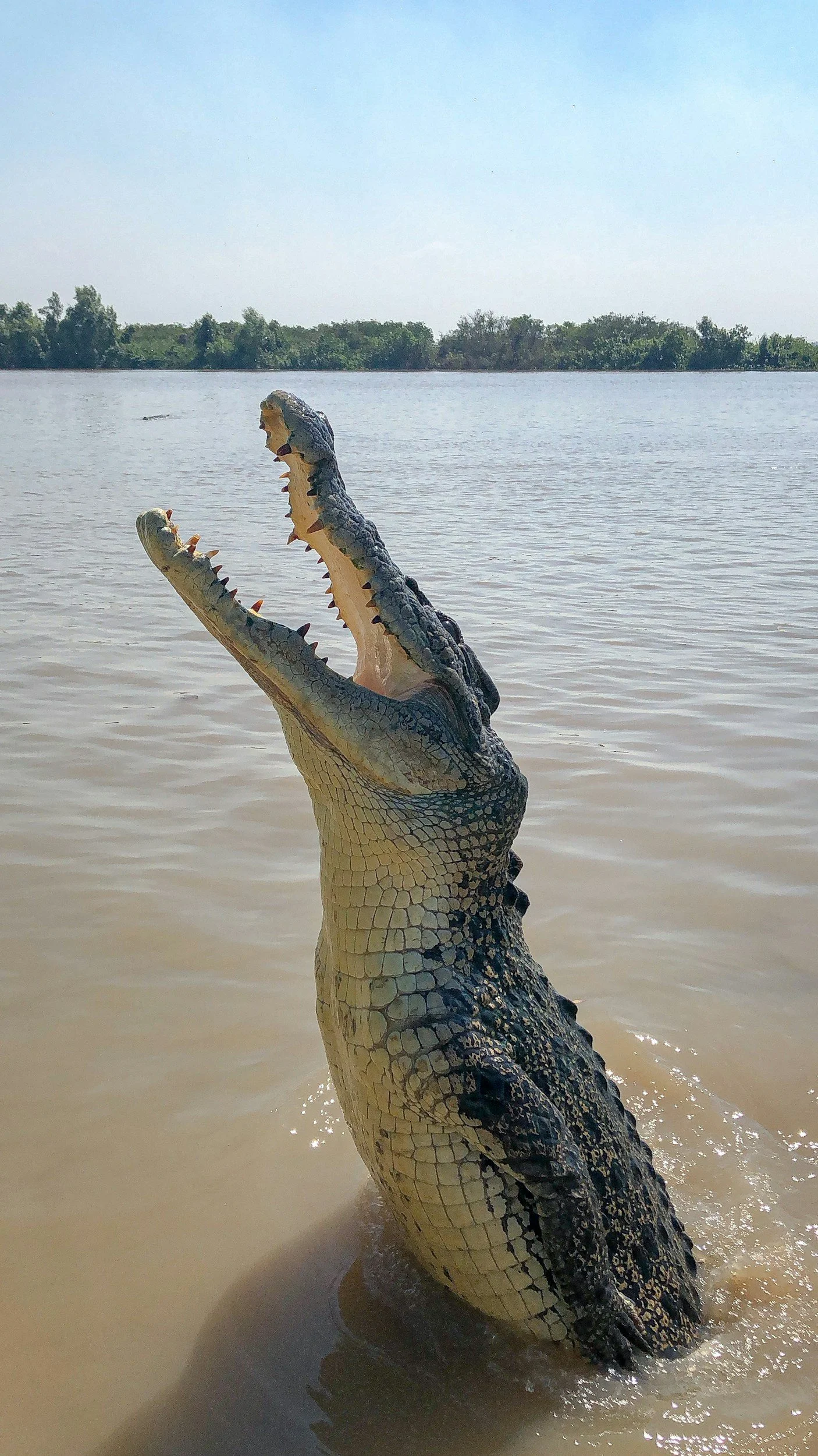 Crocodile
