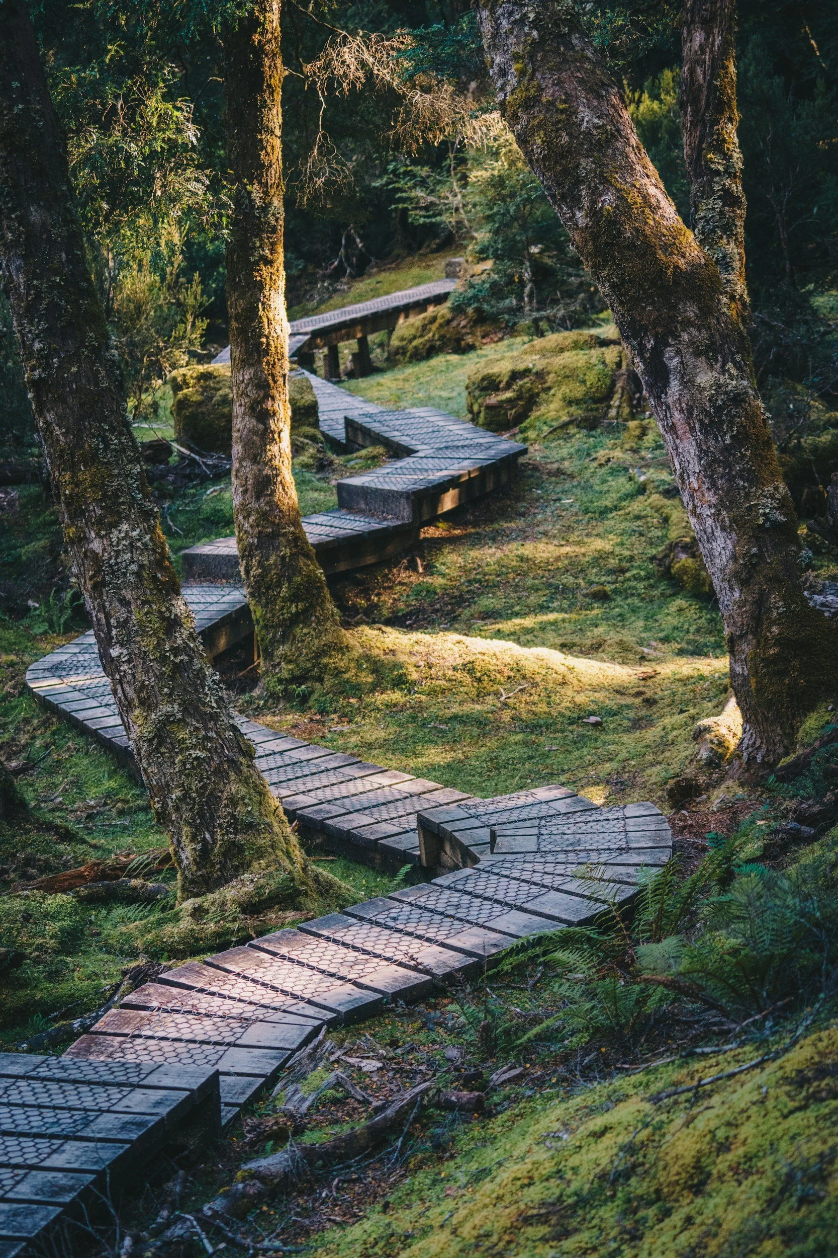 A boardwalk path in Tasmania, Australia