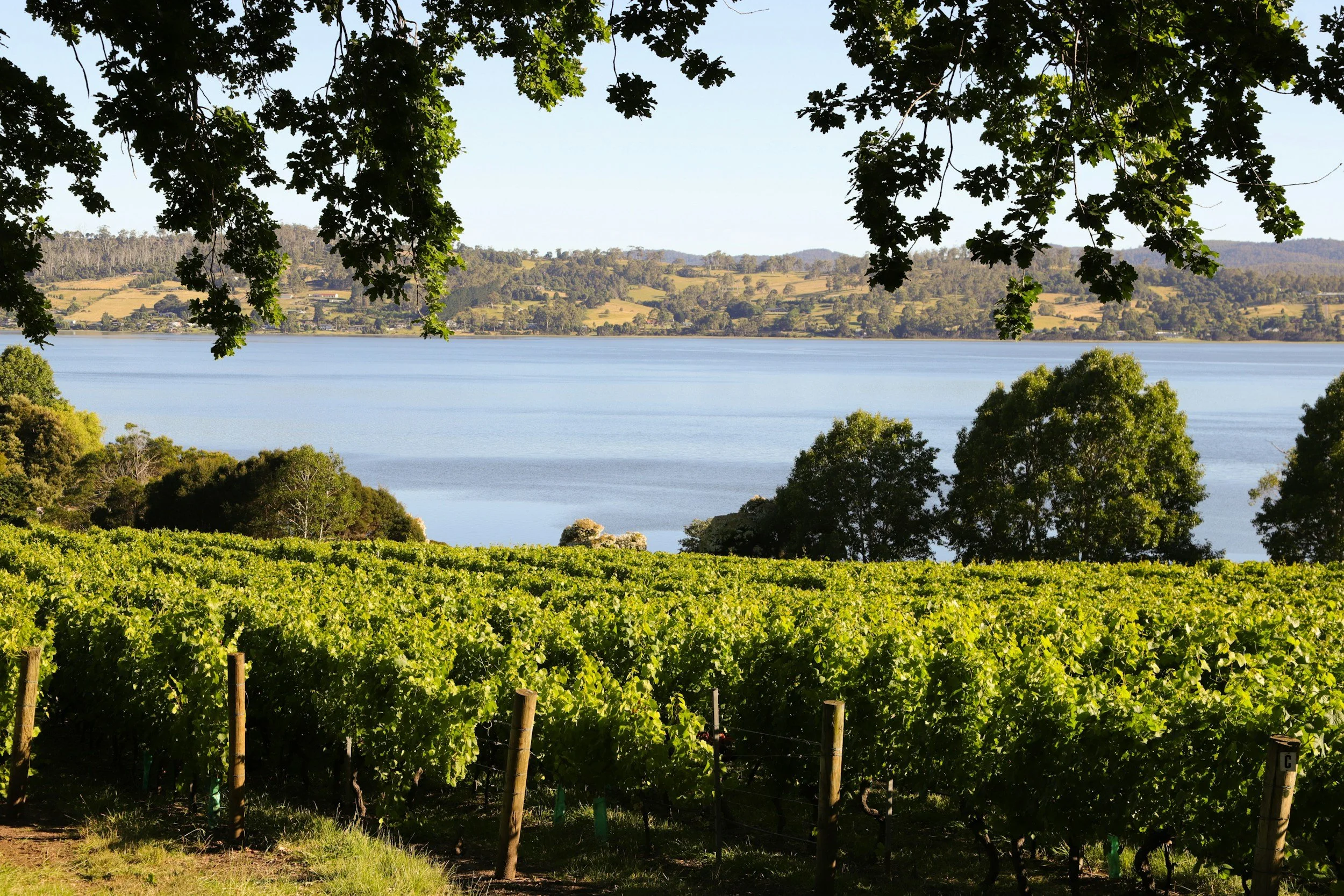 A winery along the Tamar River in Tasmania, Australia