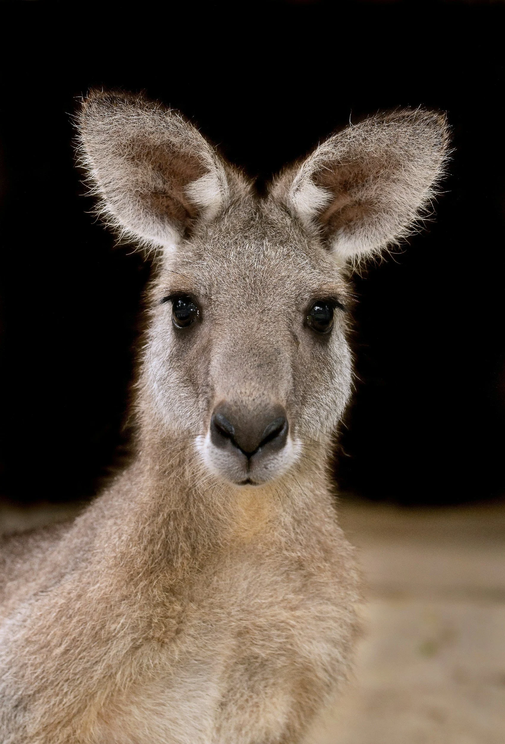 Armidale, New South Wales, Australia