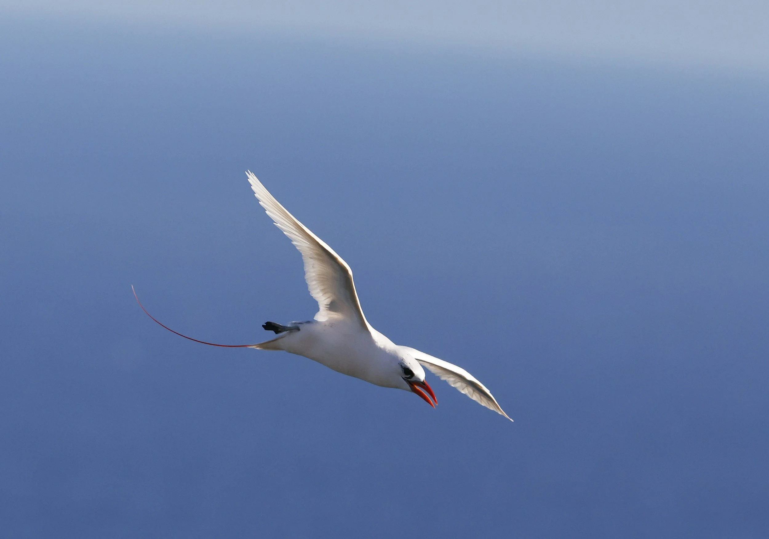 Birds of Lord Howe Island, Australia