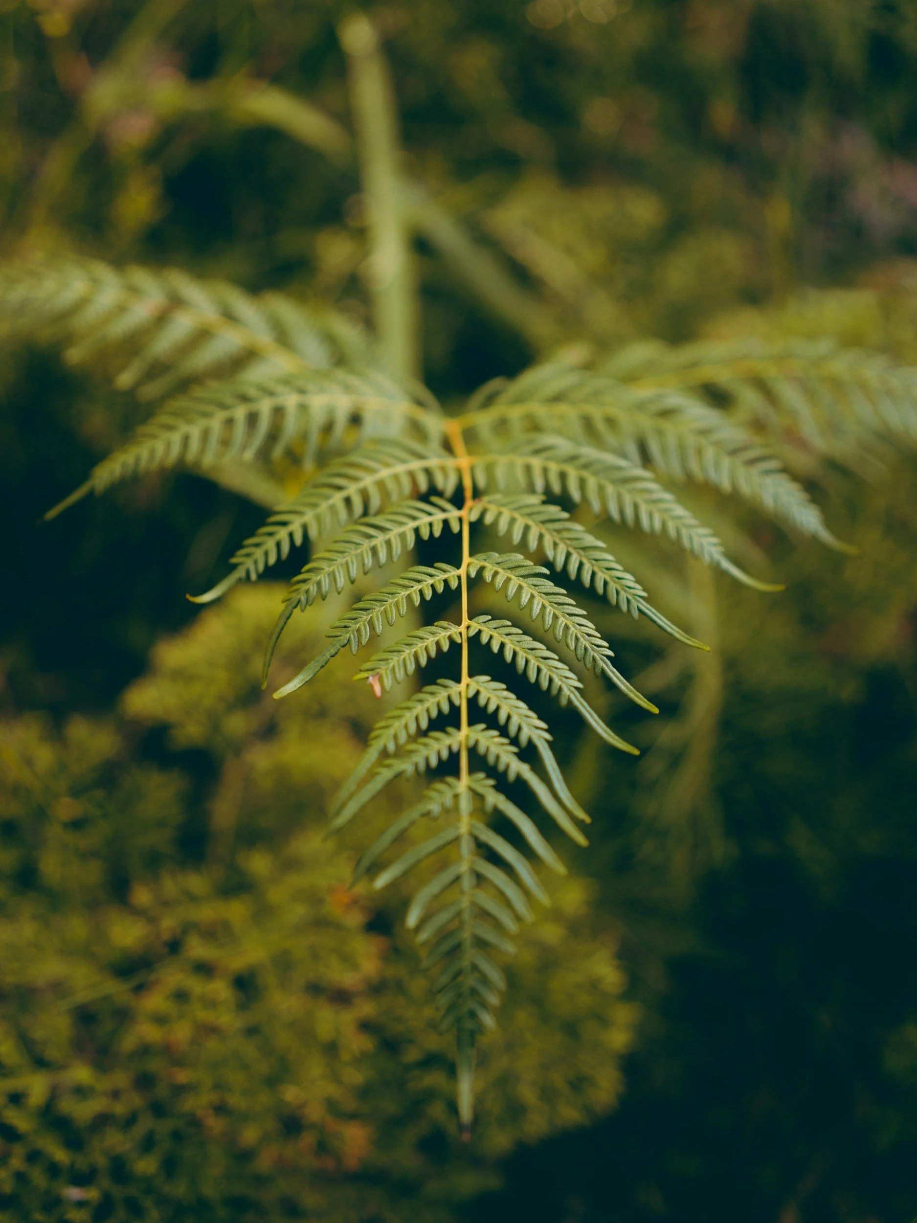 Ferns