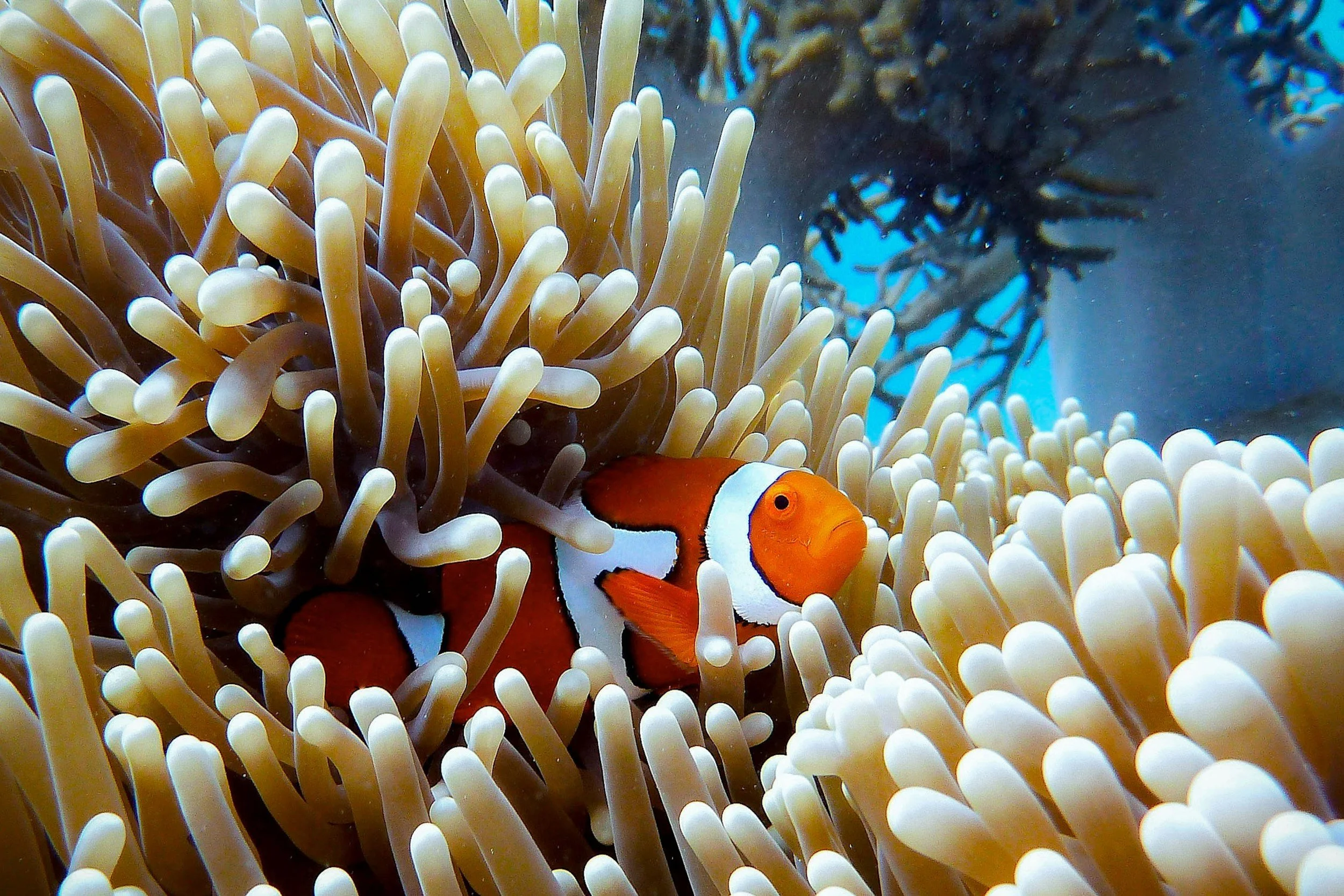 Port Douglas, Queensland, Australia