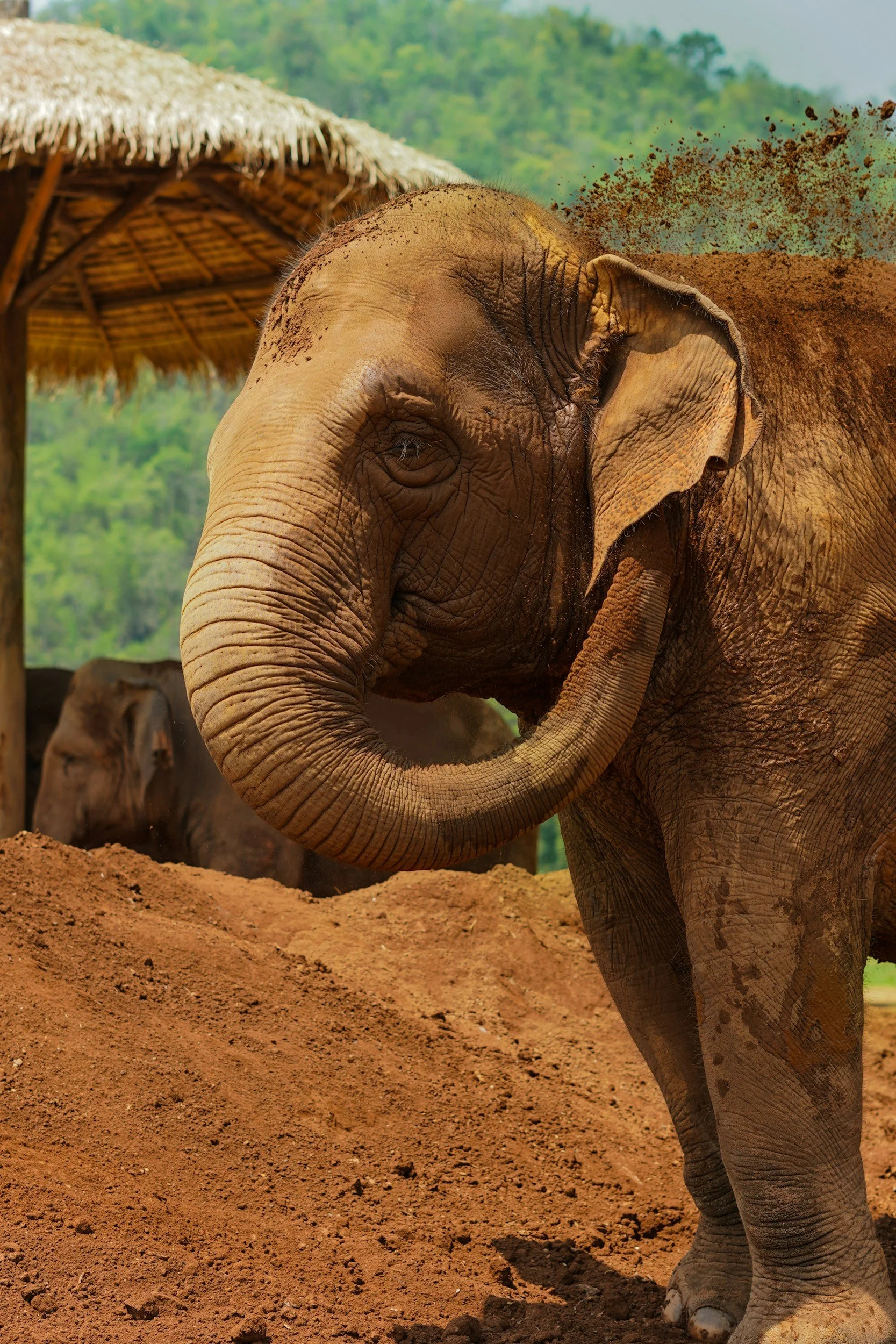An elephant in Thailand