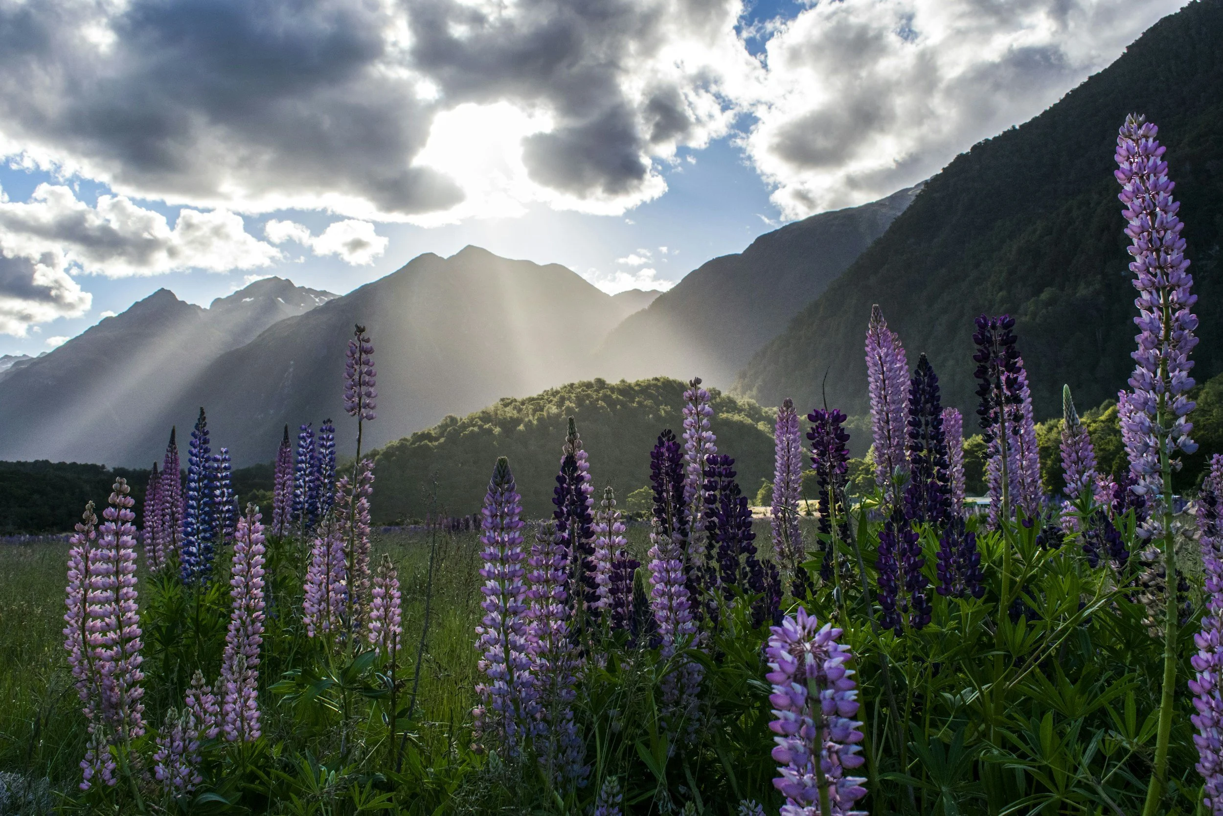 Lupins in New Zealand