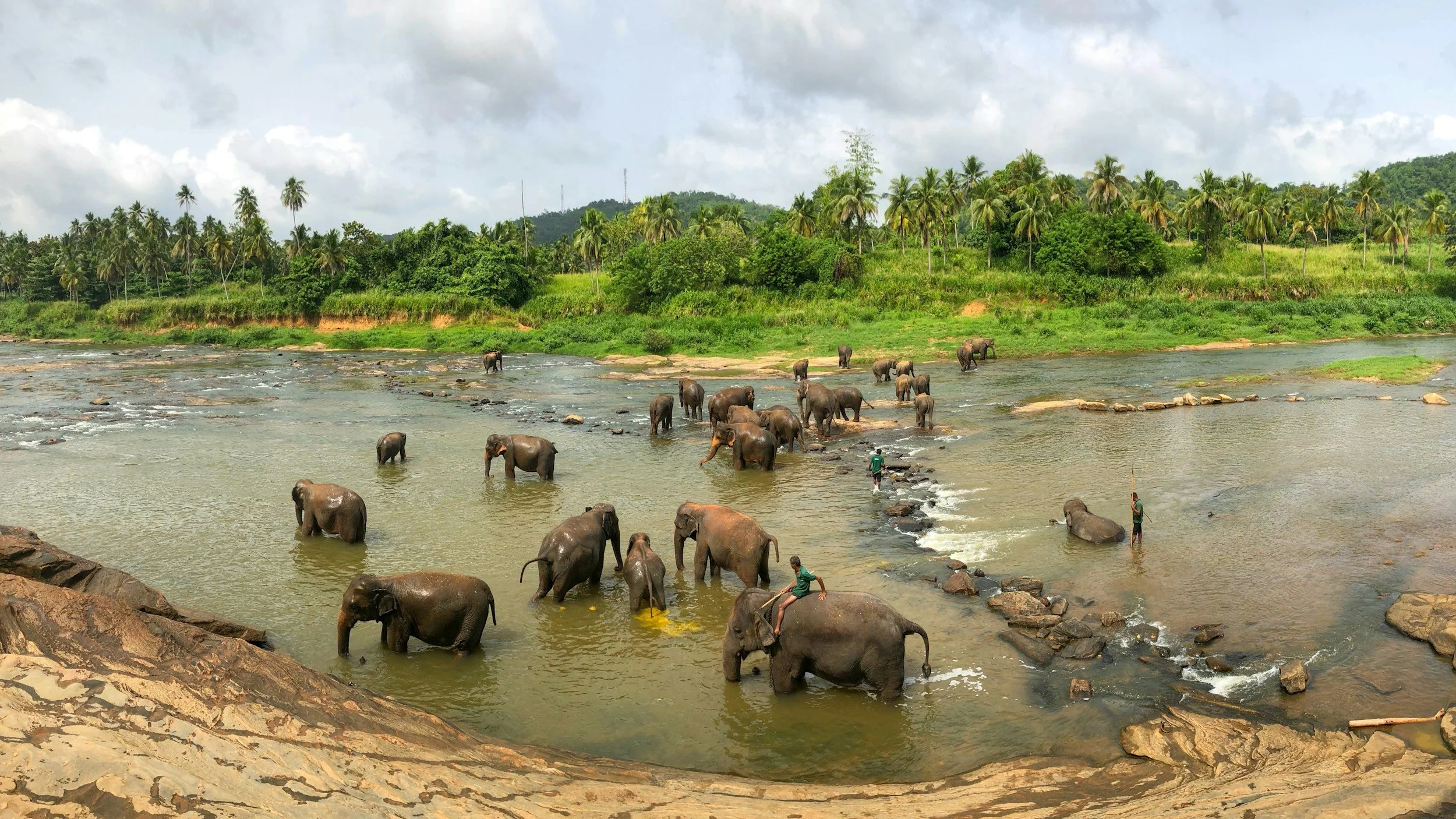Elephants  in Sri Lanka