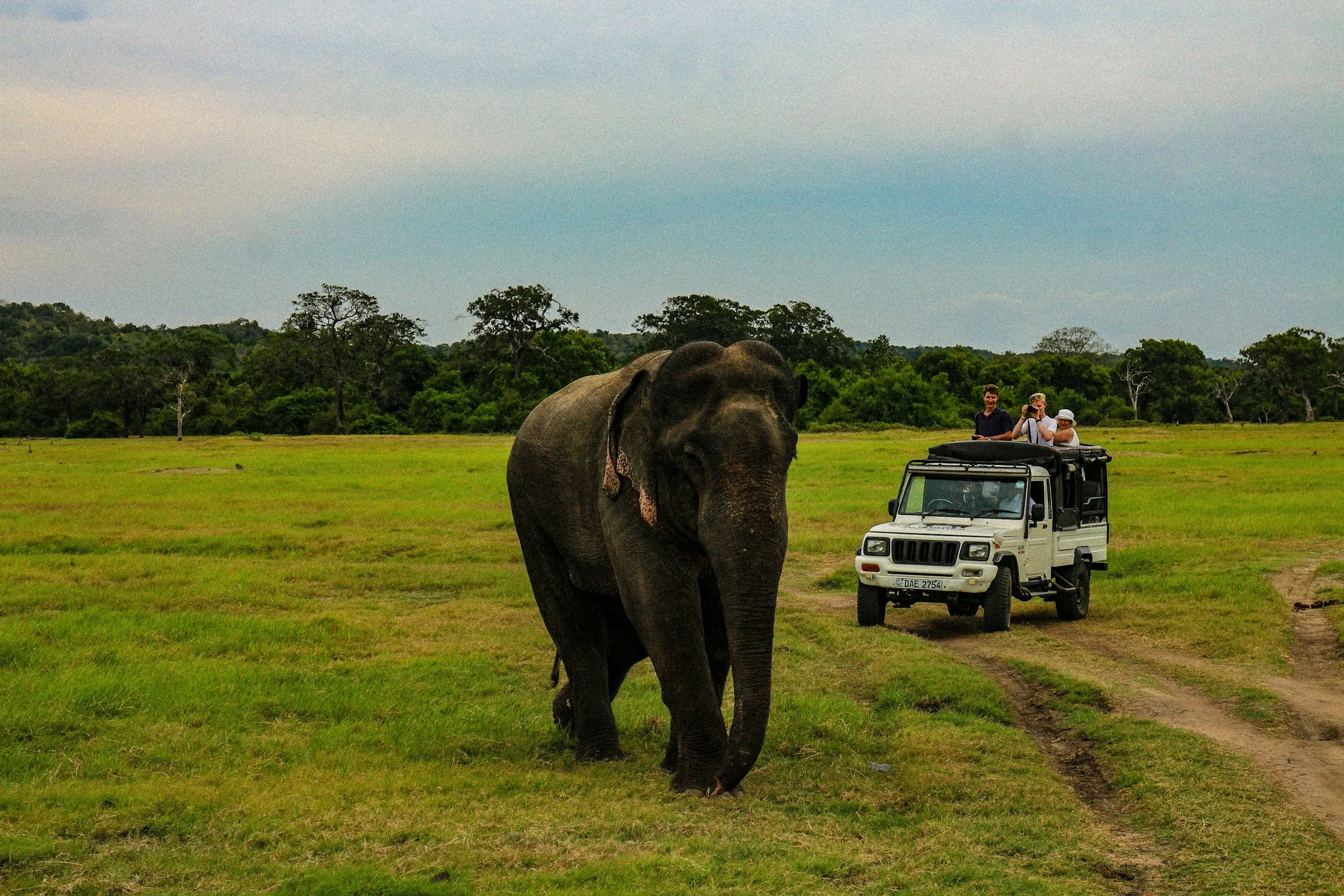 Safari vehicle and elephant in Sri Lanka