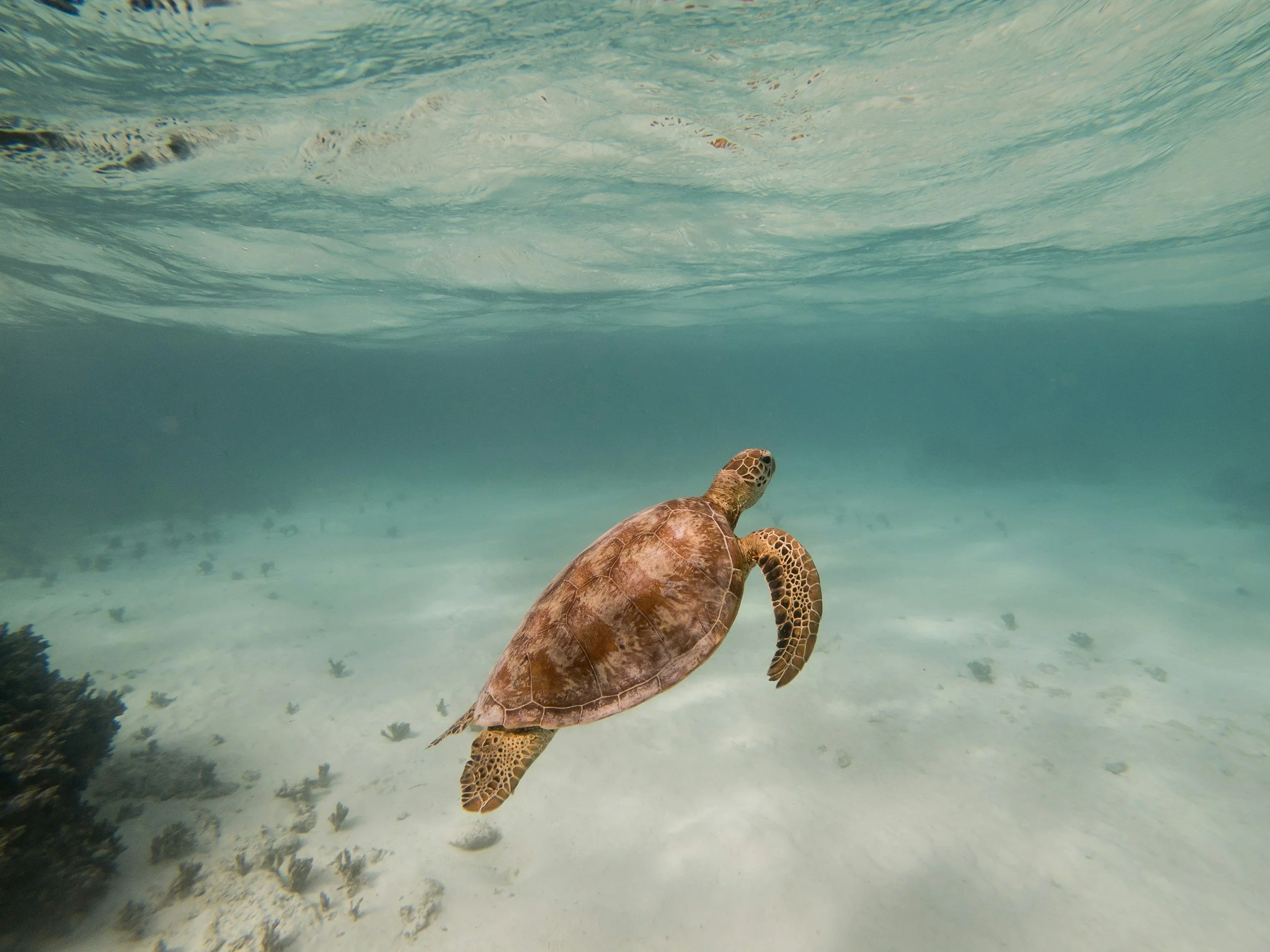 A sea turtle in Vanuatu