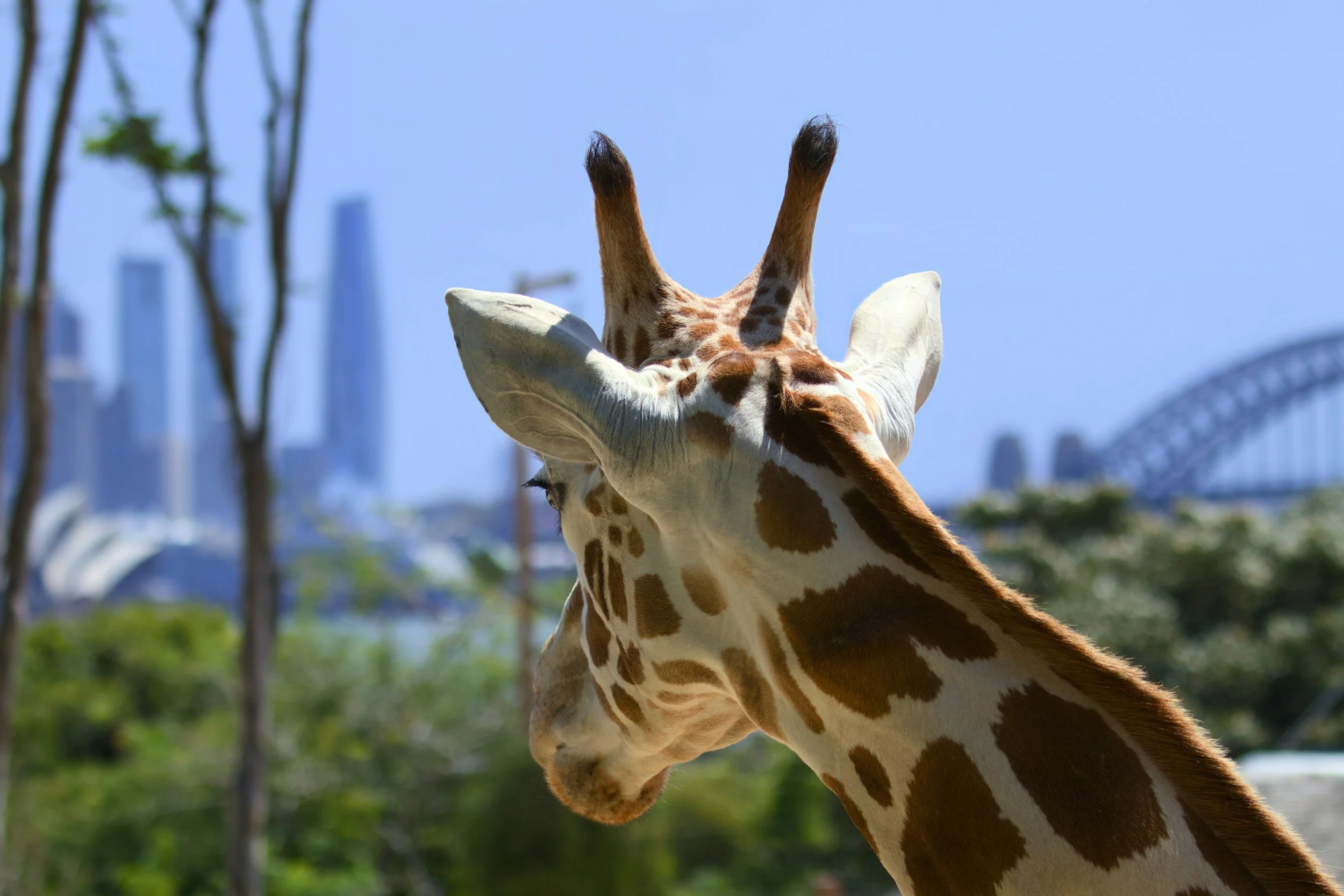 Taronga Zoo in Sydney