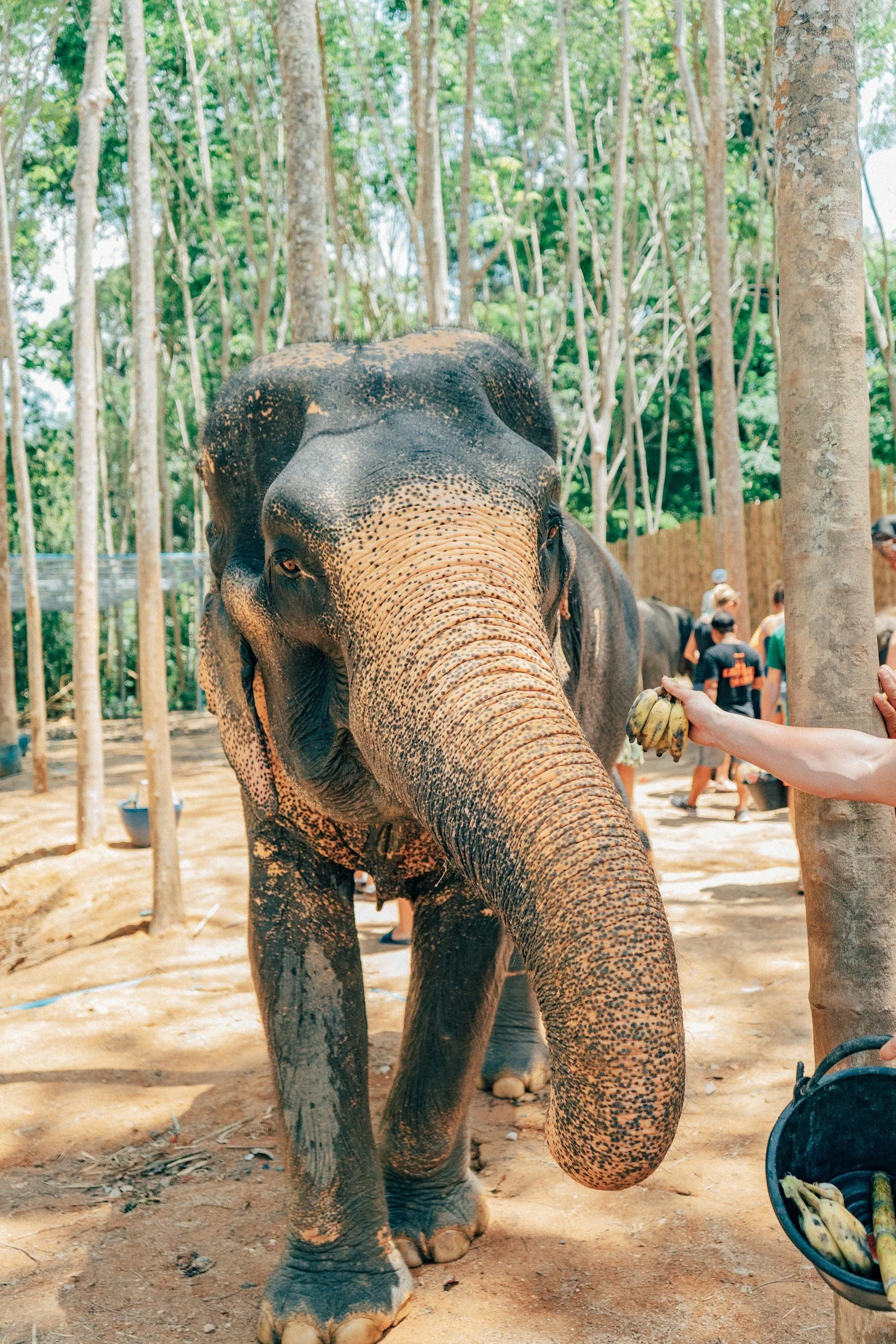 An elephant like what you'll find in Chiang Mai, Thailand