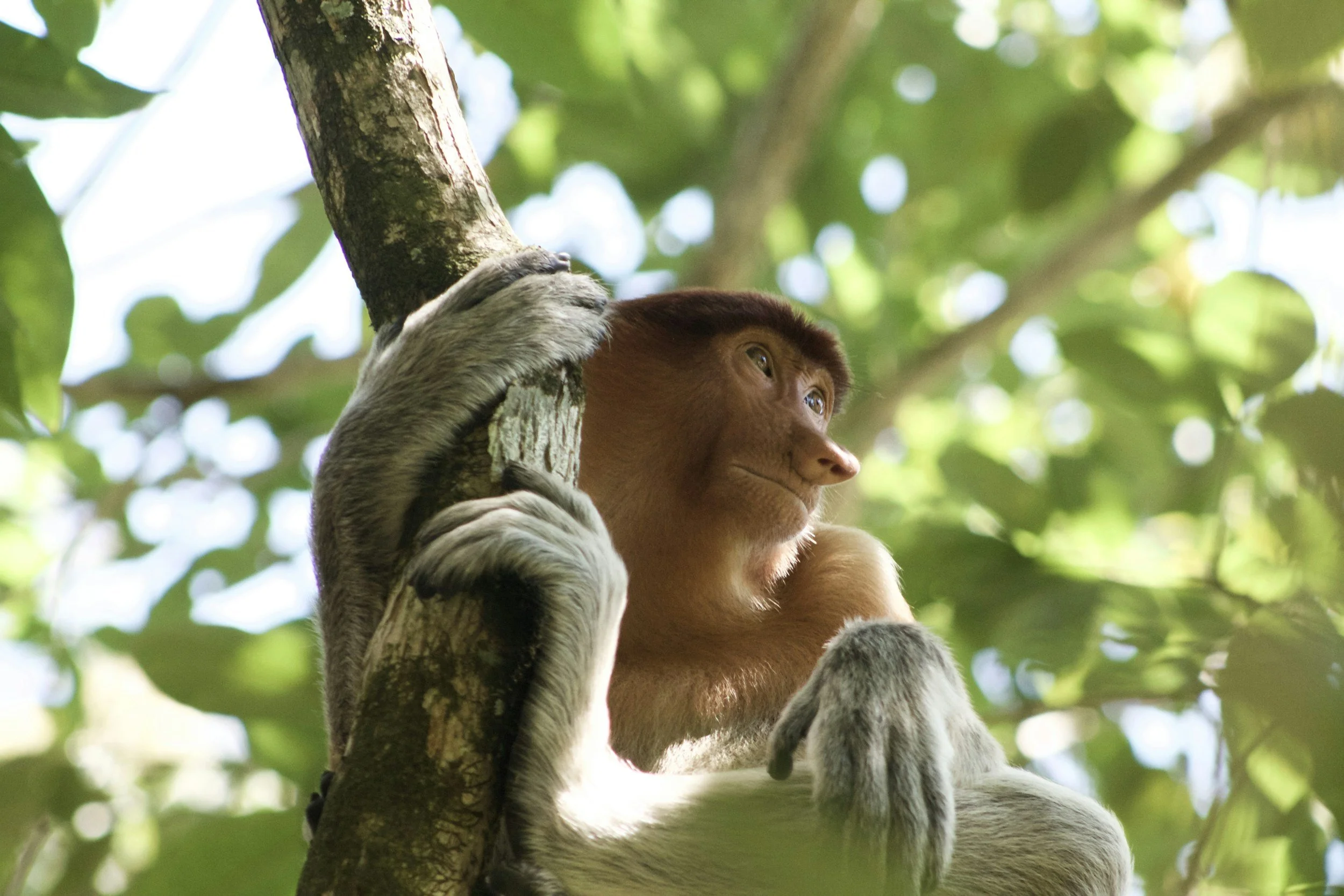 Proboscus monkey in Borneo