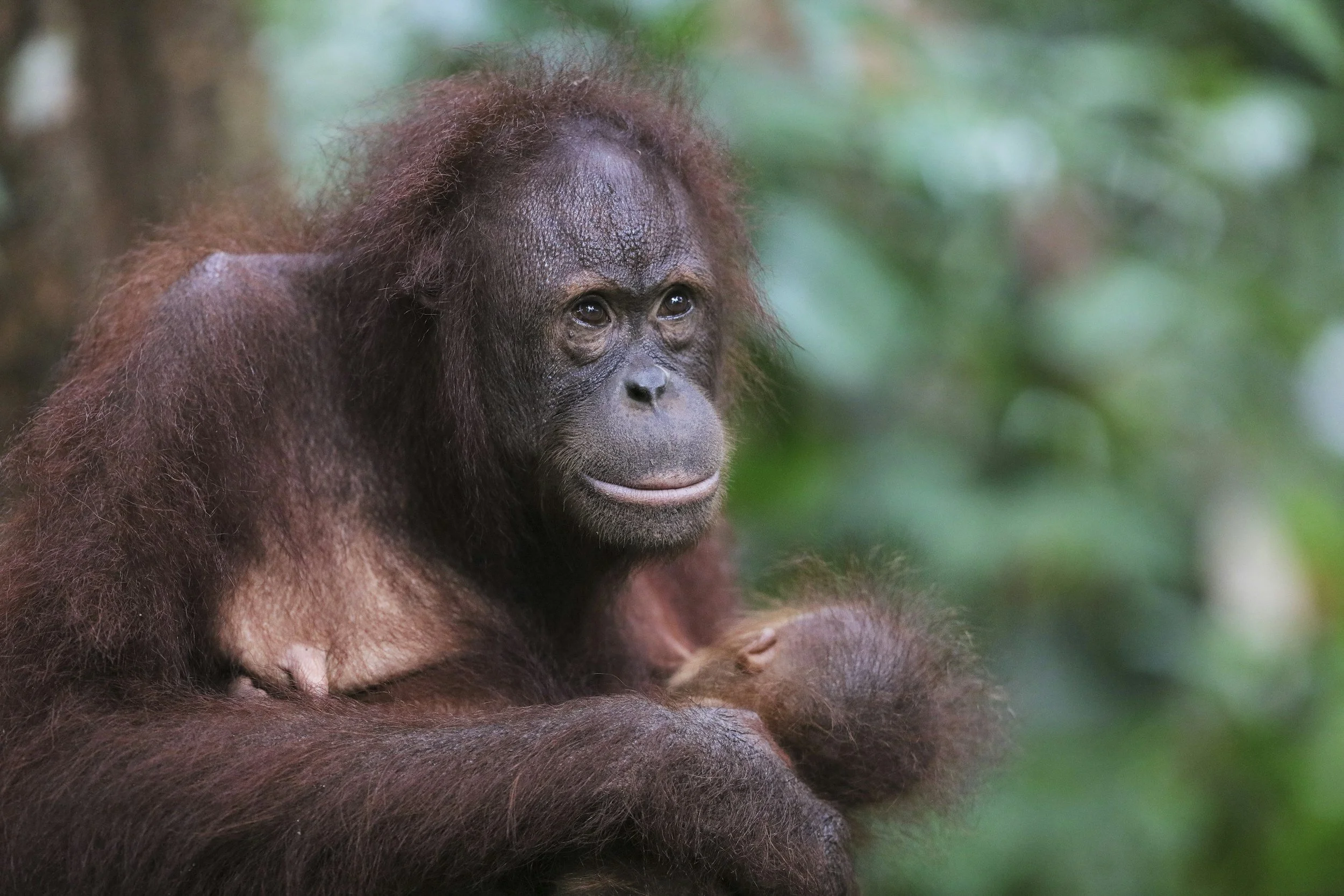 An orangutan in Borneo