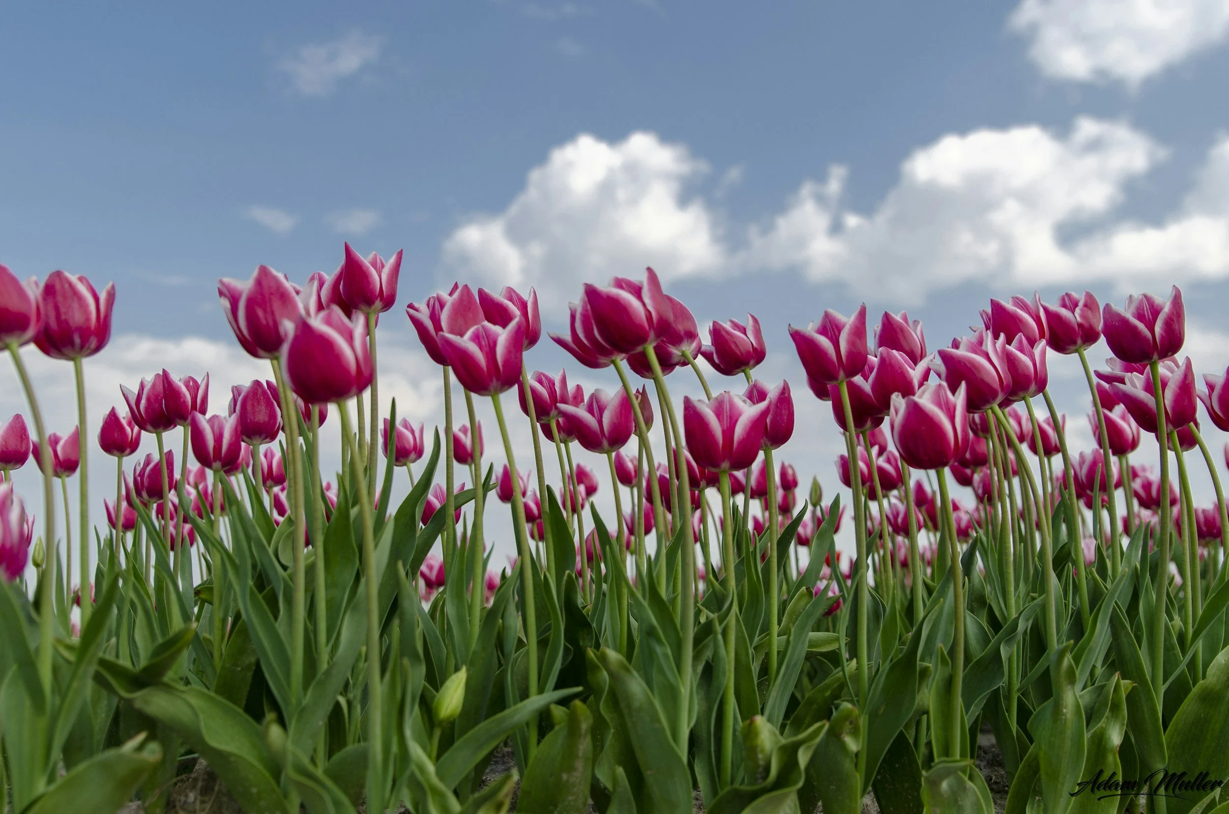 Tulips