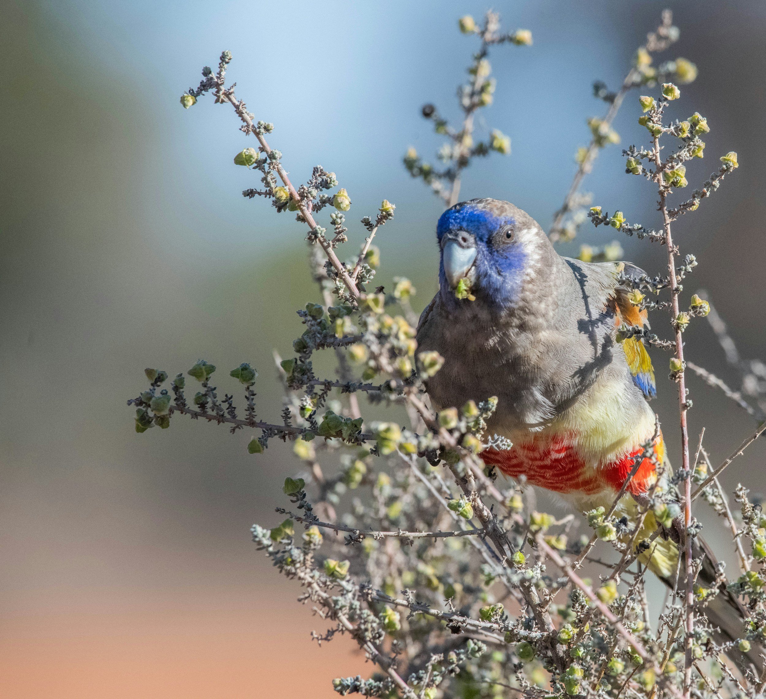 A parrot in Mungo National Park, New South Wales