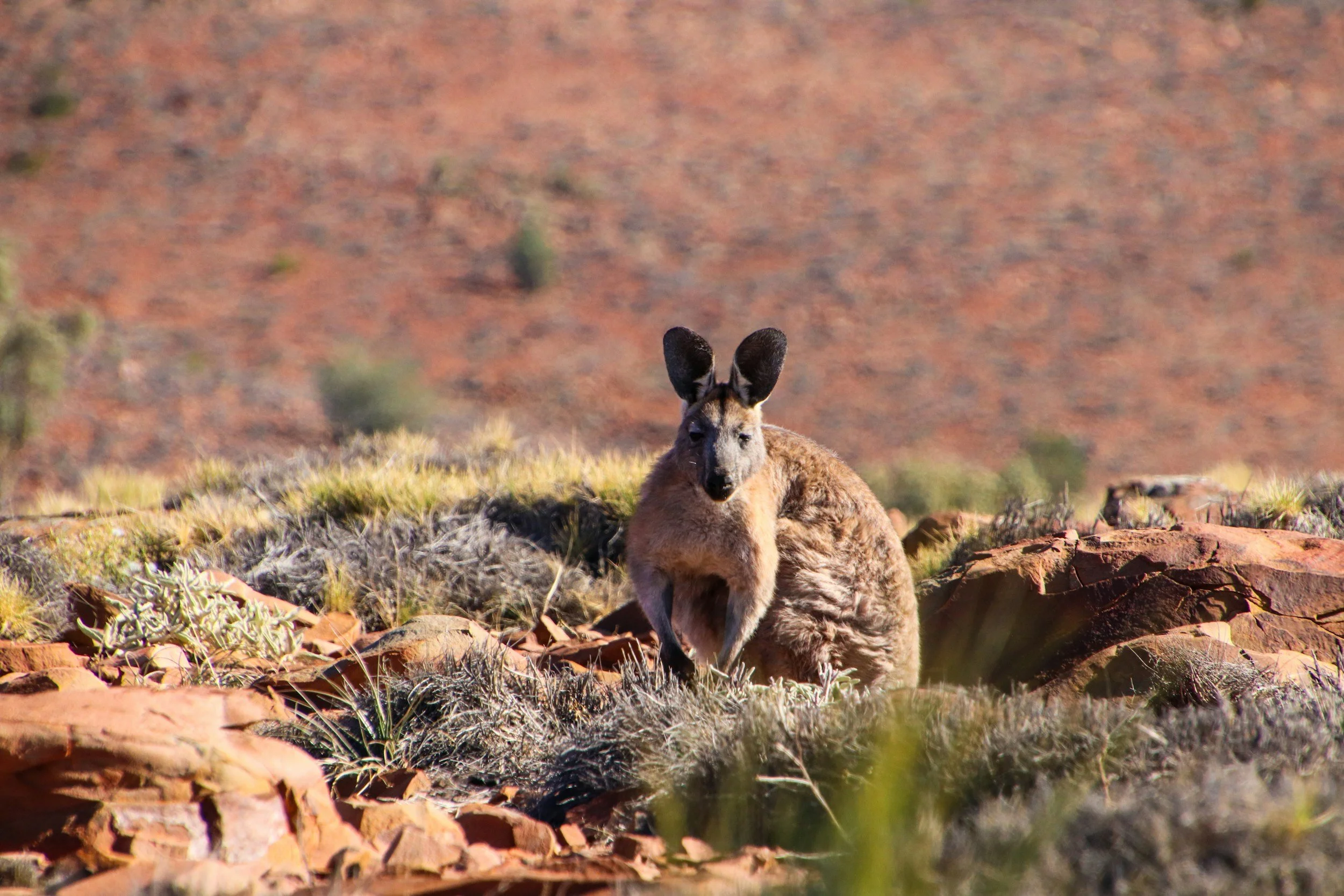 Kangaroo in the Australian outback