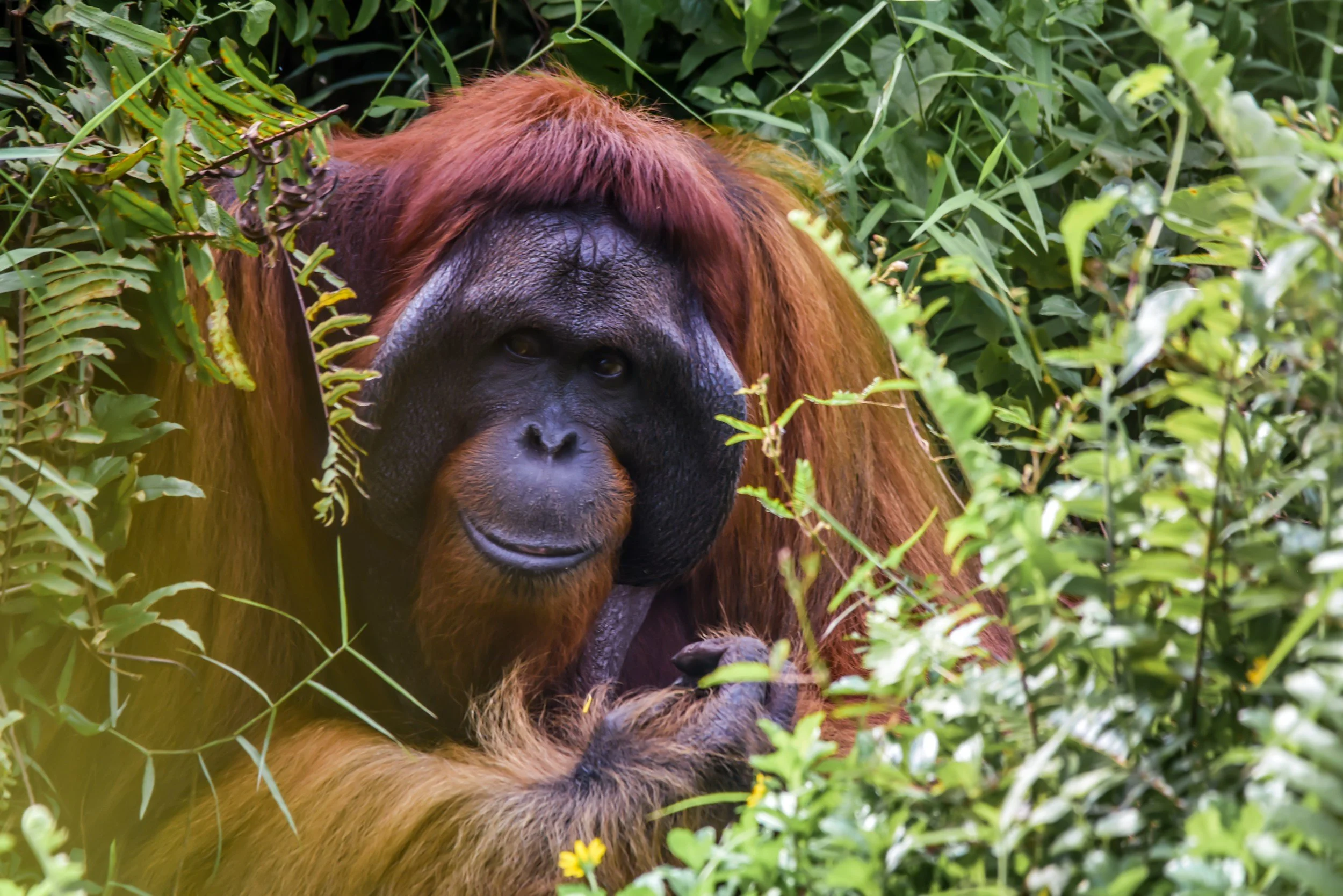 An orangutan in Borneo