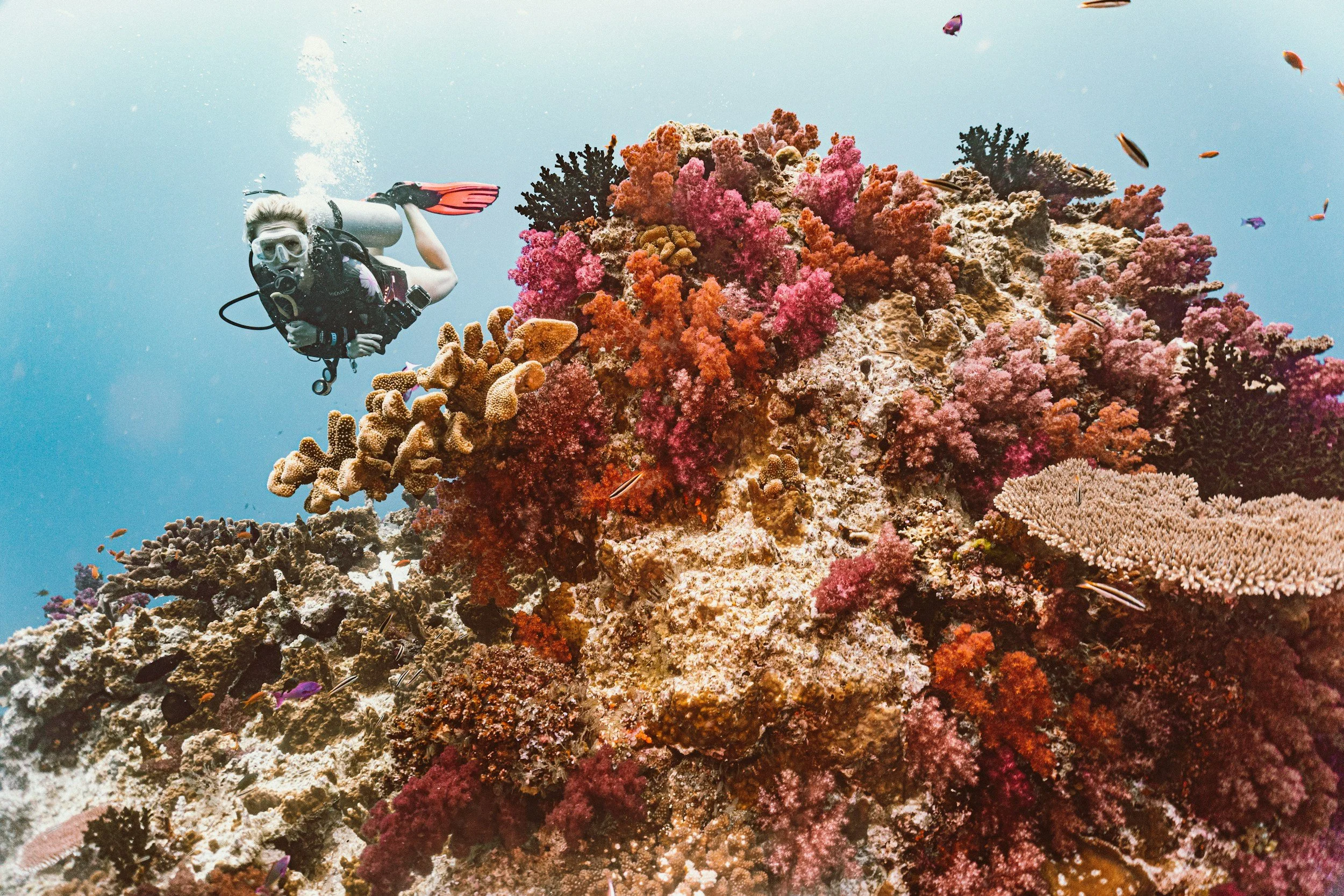 Scuba diving in Fiji