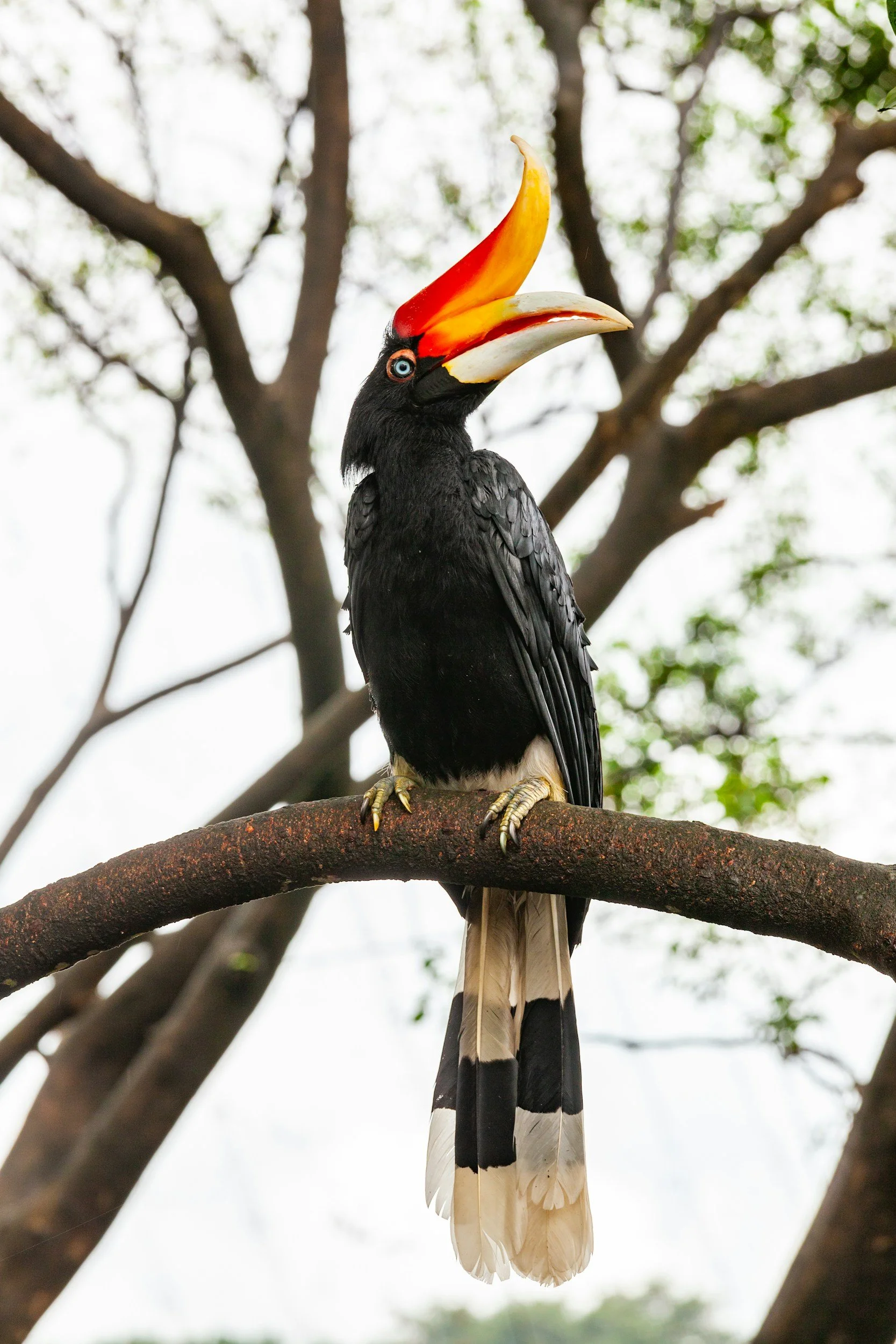 Tropical birds in Borneo