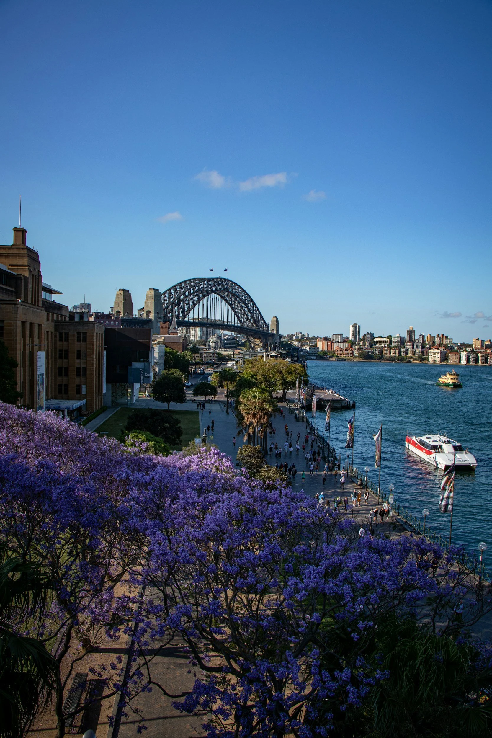 Sydney during the November jacaranda season