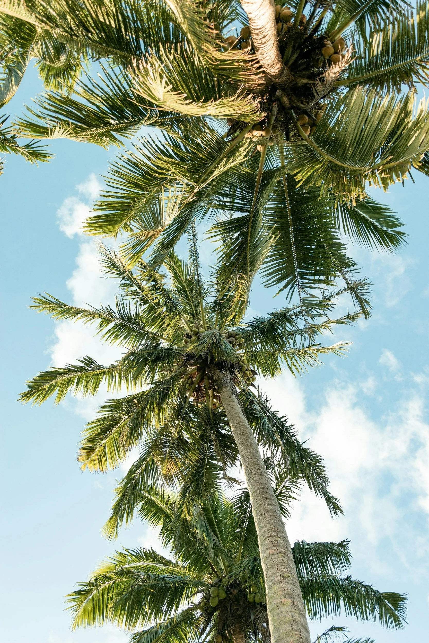 Palm trees